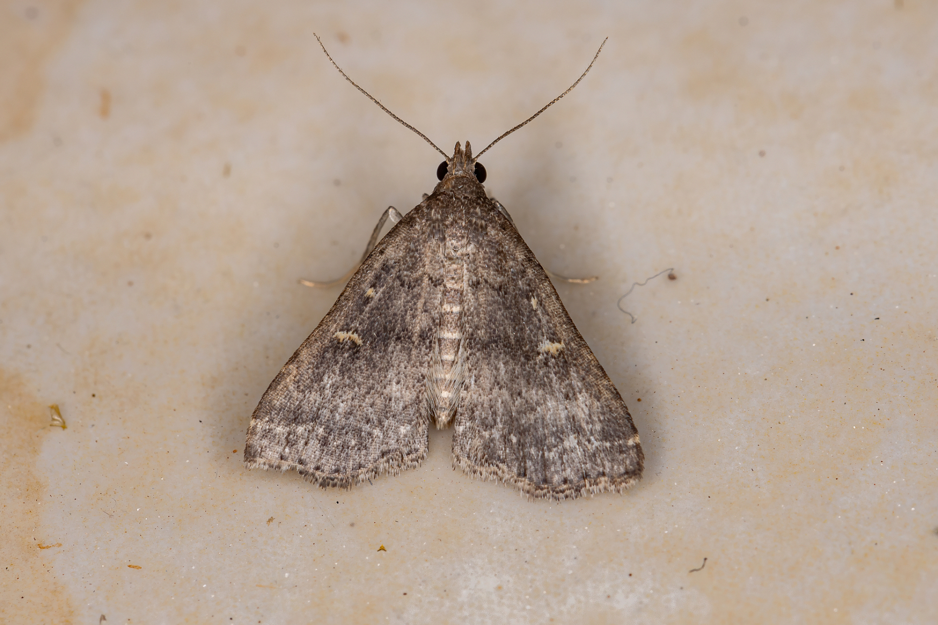 家里有小飞蛾怎么办?别担心,试试清洁环境,断绝食物和水源.