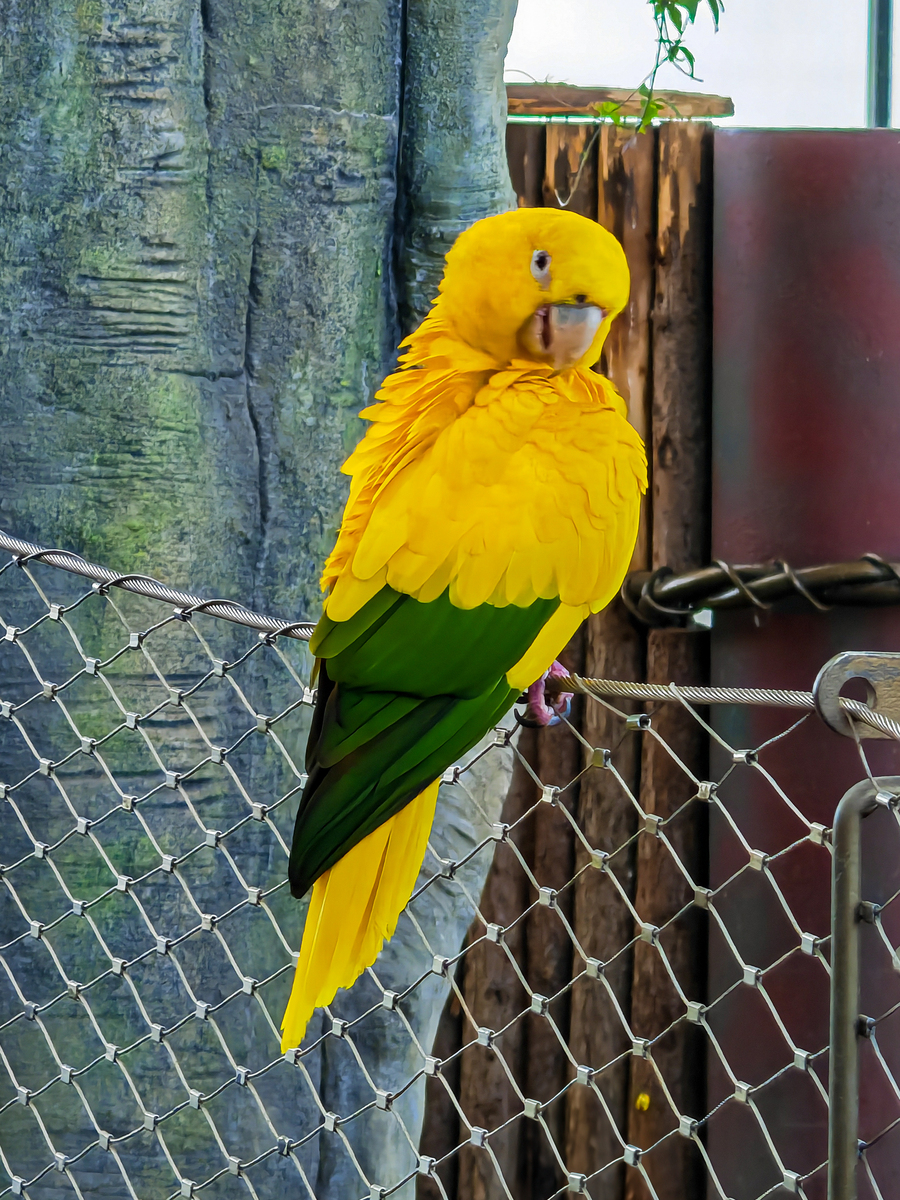 2.鹦鹉是唯一能够模仿人类语言