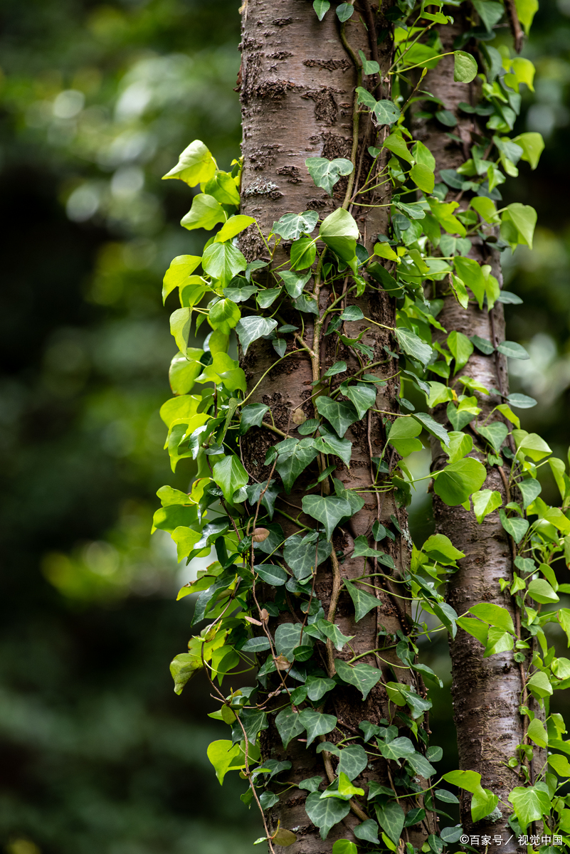 爬藤植物有哪些?为你的花园添绿添美