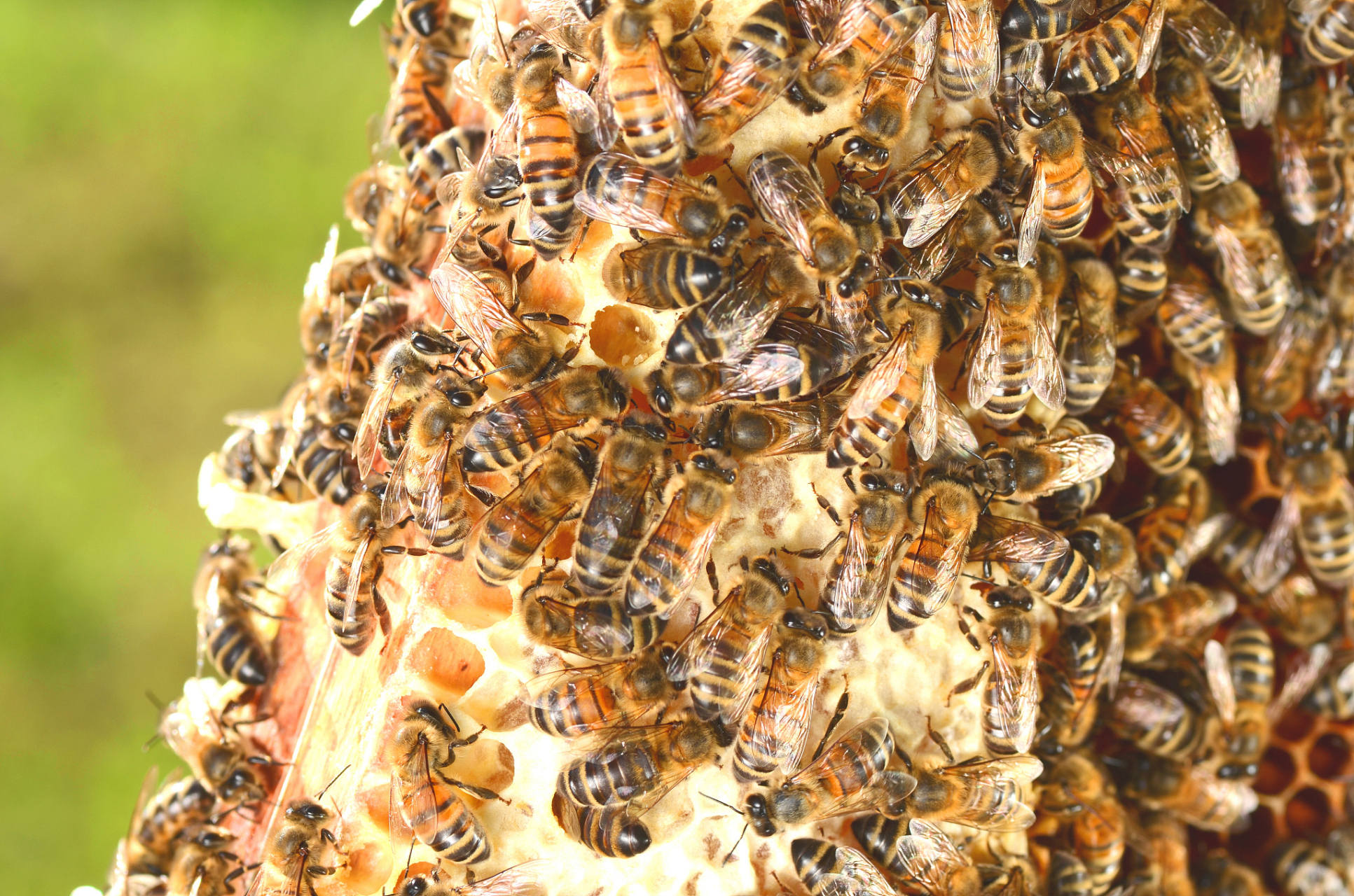 以下是一些关键的步骤:  一,准备工作  在介入新蜂王之前,需要做好