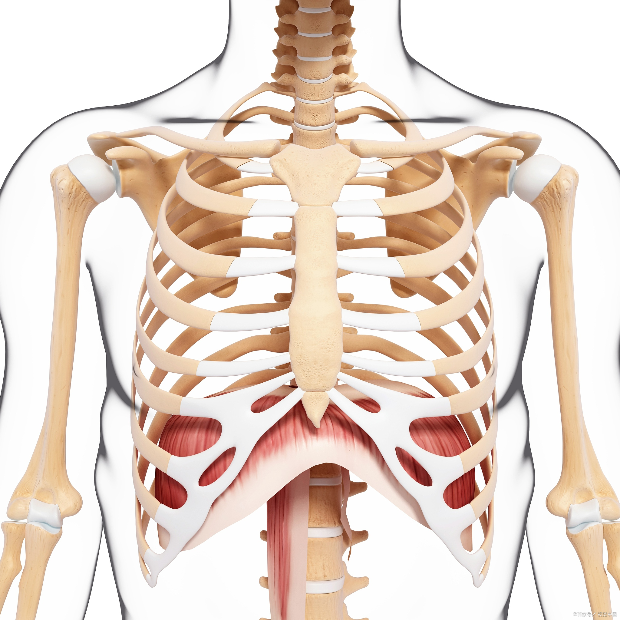 有没有试过被球砸到,摔倒或意外碰撞左侧胸口?