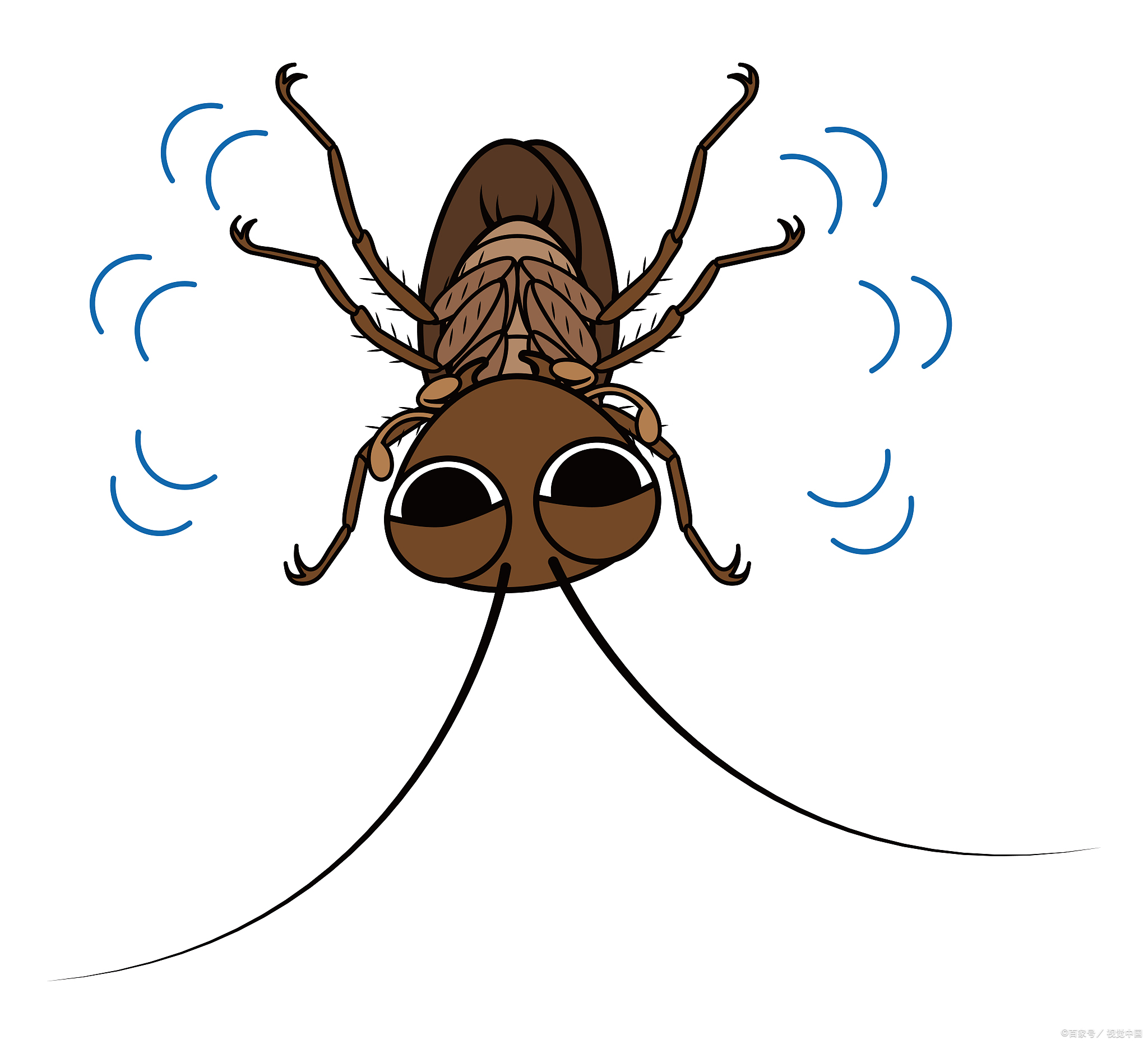 九成人不知蟑螂天敌是啥在室内放上个它让蟑螂消失了