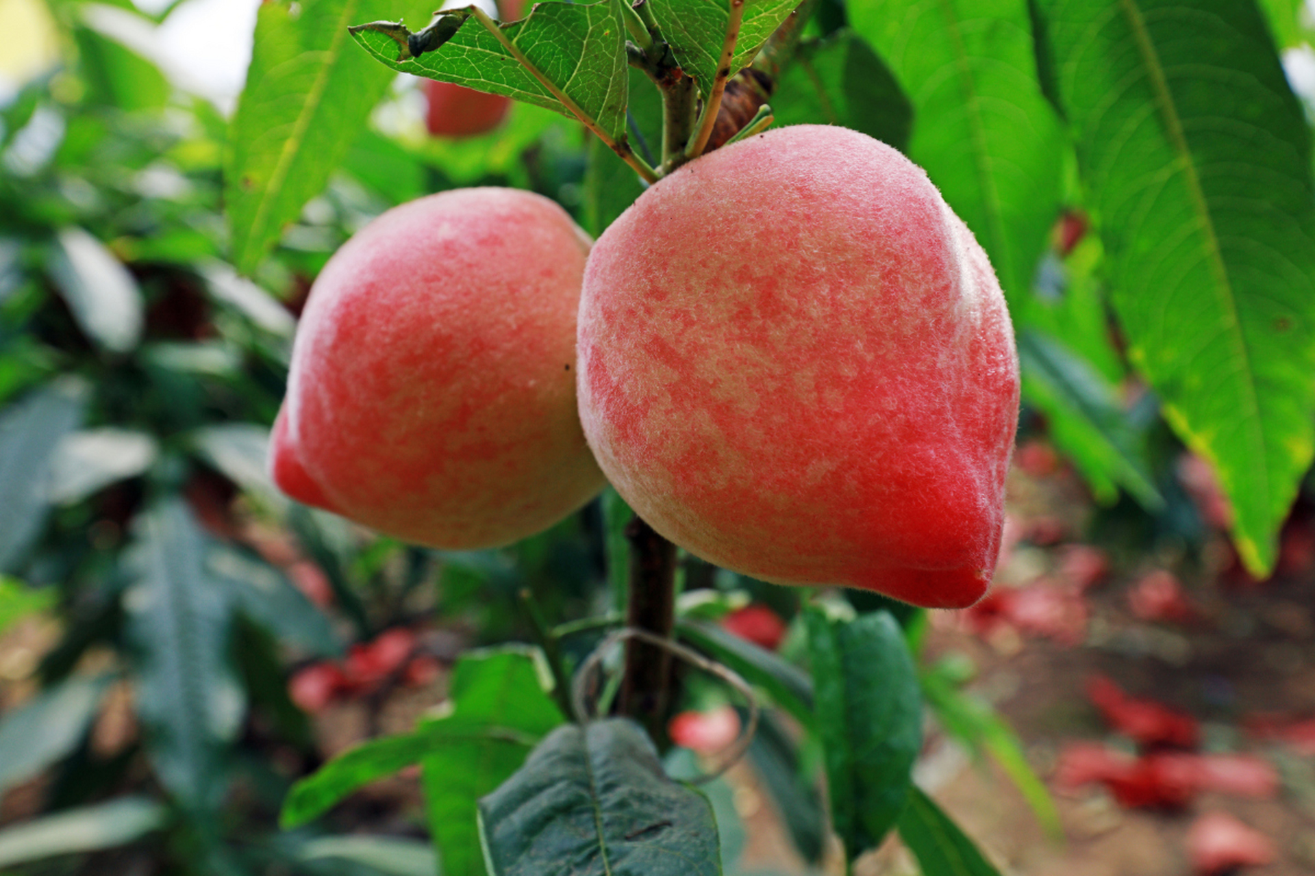南通是中国江苏省的地级市,拥有丰富的土特产资源,包括南通水蜜桃