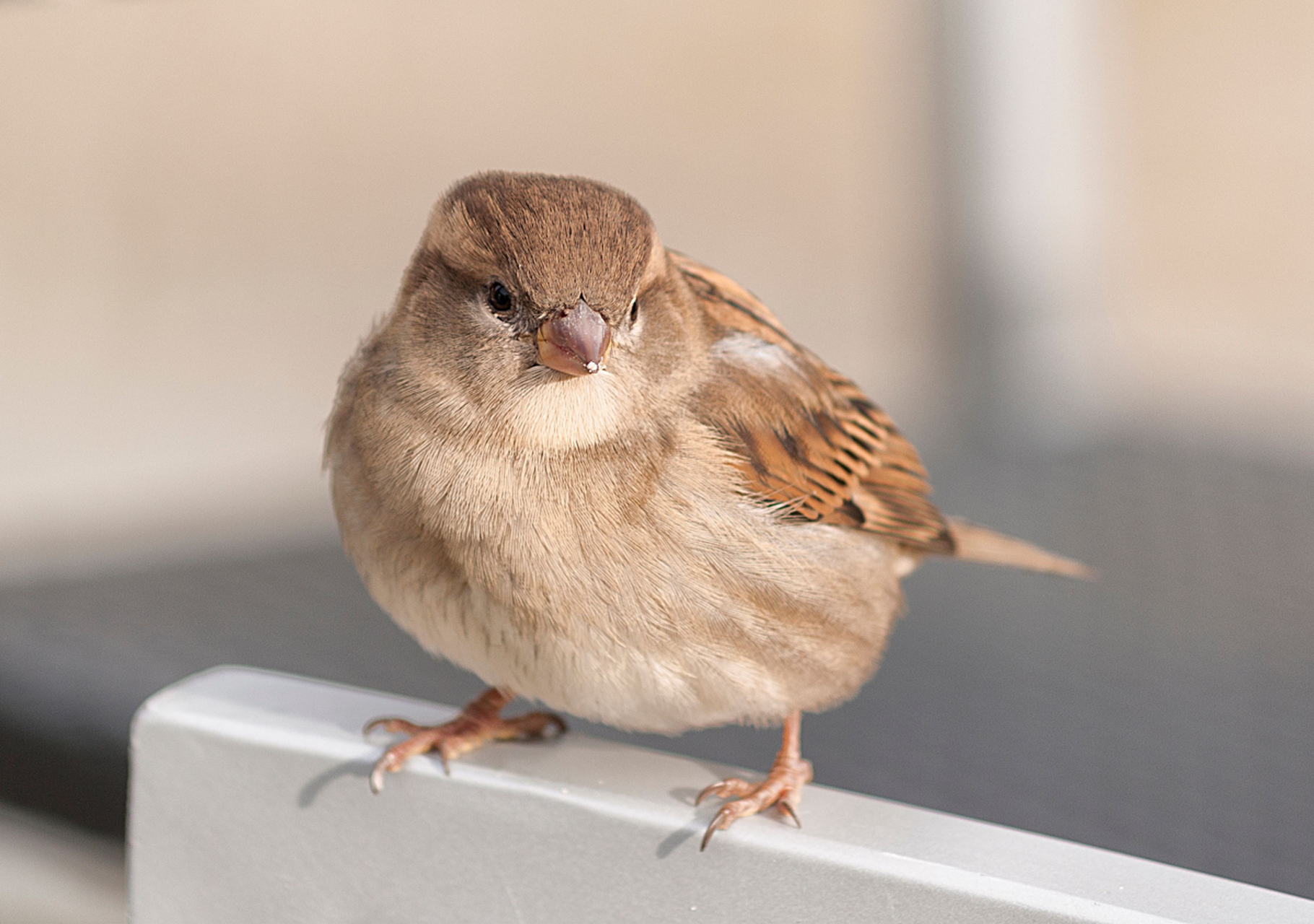 上面已经介绍过,小麻雀可以吃泡过的米