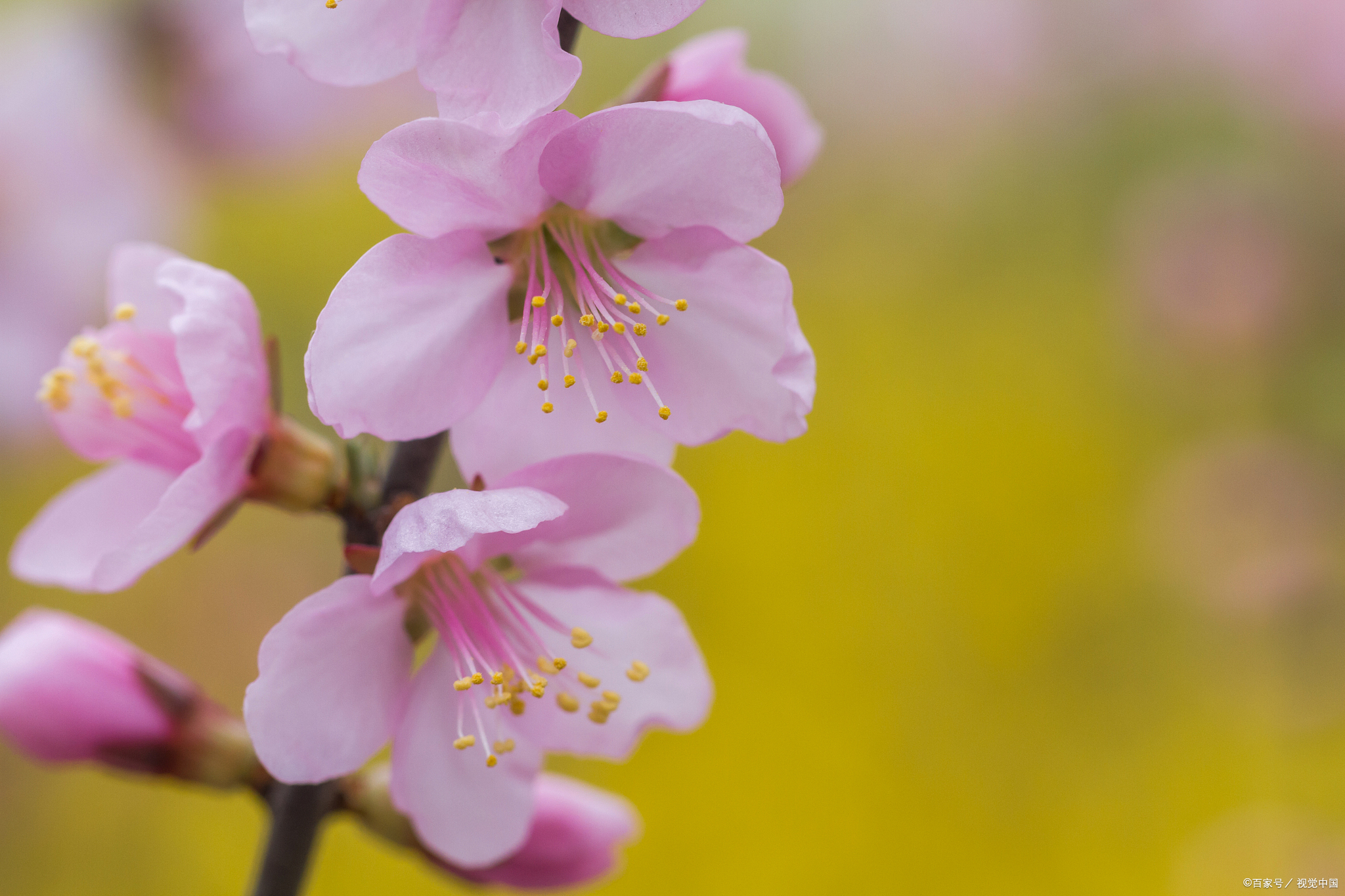 虎年马上就要到了正月里单身人士来看看明年你的桃花运吧