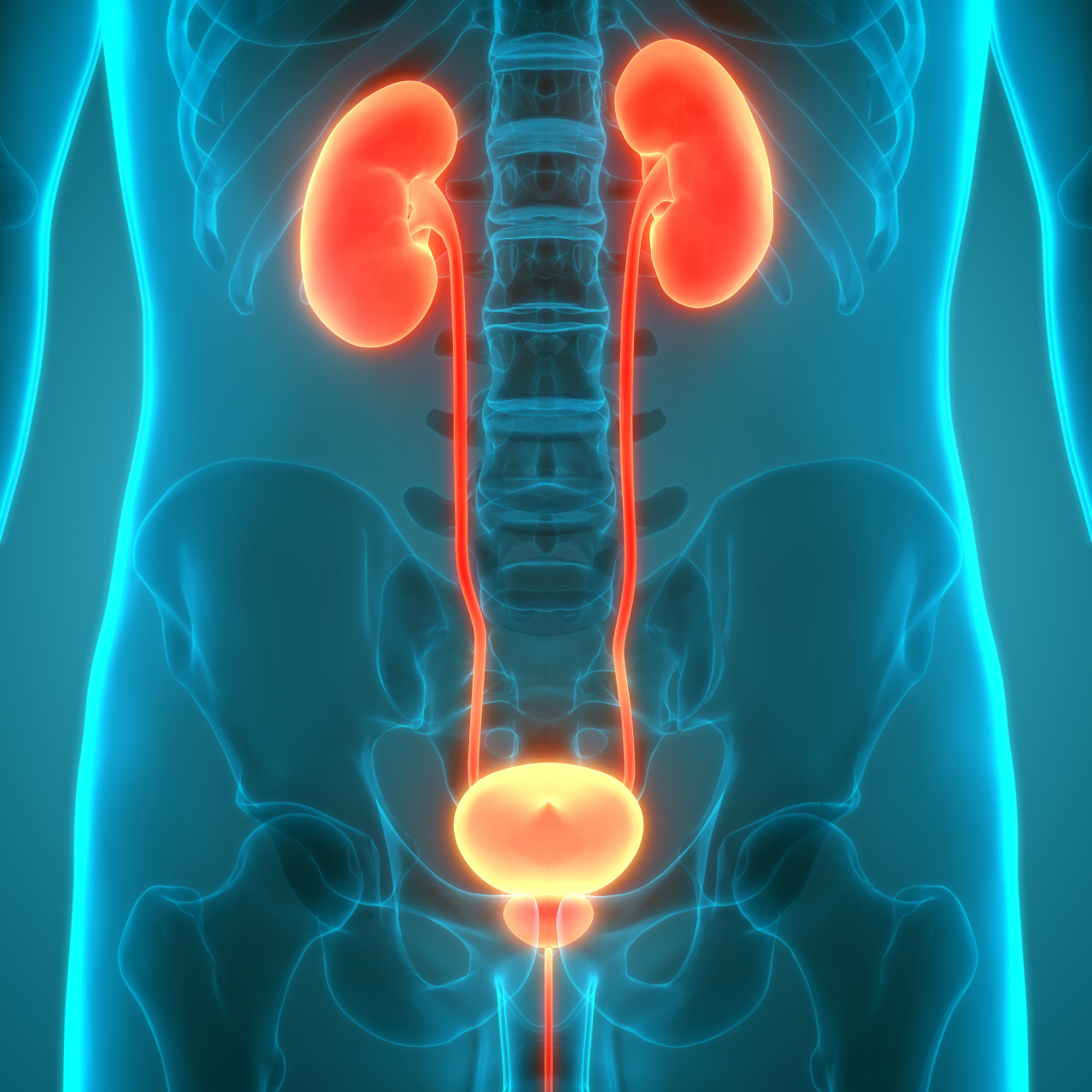 人体膀胱是位于盆腔内的一个重要器官,是泌尿系统的一部分