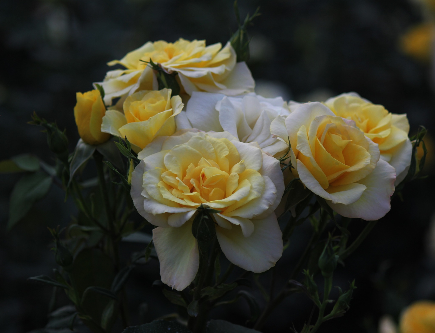 月季"尤金妮"以其独特美感和优雅气质受喜爱,适合庭院或阳台种植.