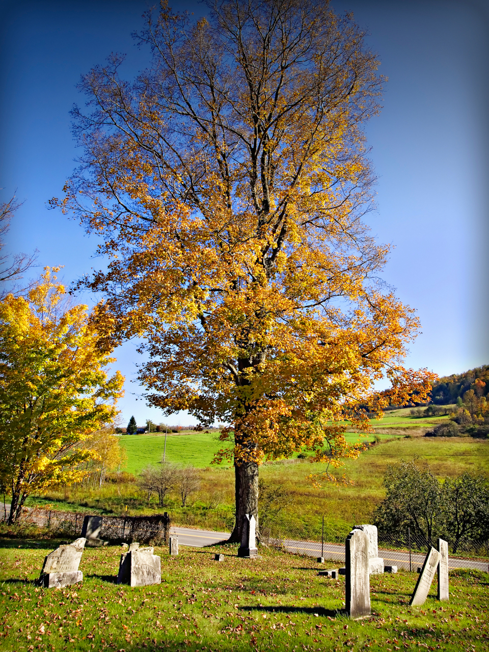 一枚落叶  整个夏天持续高烧 万物失眠蜷缩着身子 一枚叶子 顶着烈日