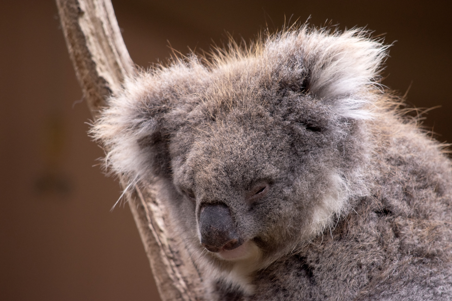 树袋熊幼崽有个超级可爱的习惯——它们靠吃妈妈的粪便来获取菌群