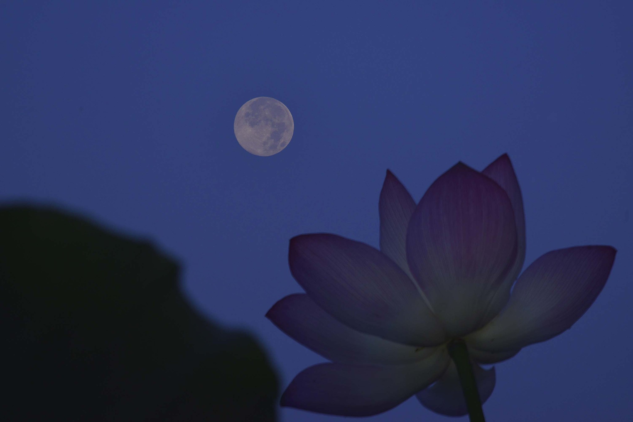 荷池映月问苍穹, 阳刚怎讯闭月花? 夜静风轻意未穷. 阴阳何舞娇羞美!