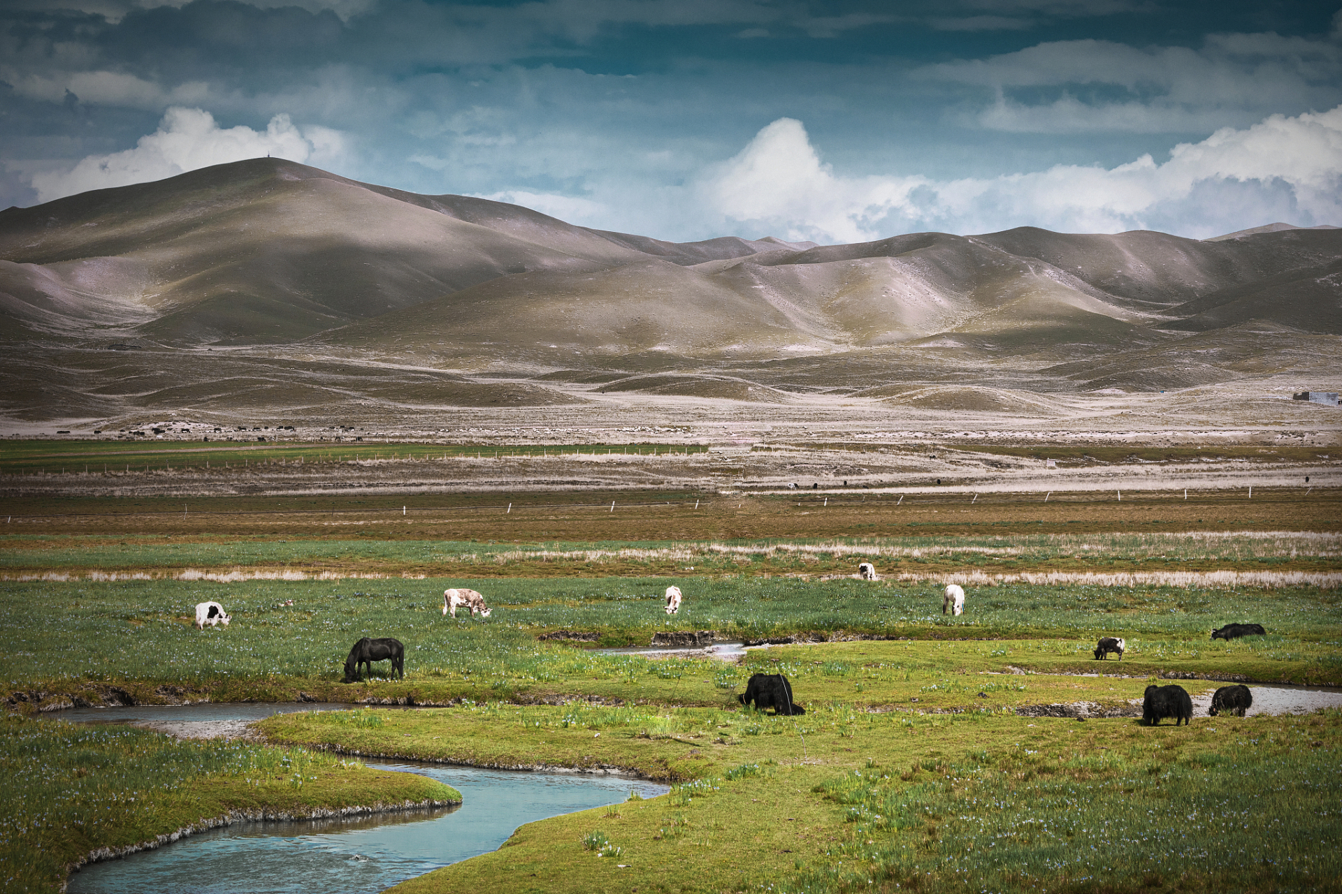 川西高寒草原,是中国最美的六大草原之一,被誉为香格里拉核心区.
