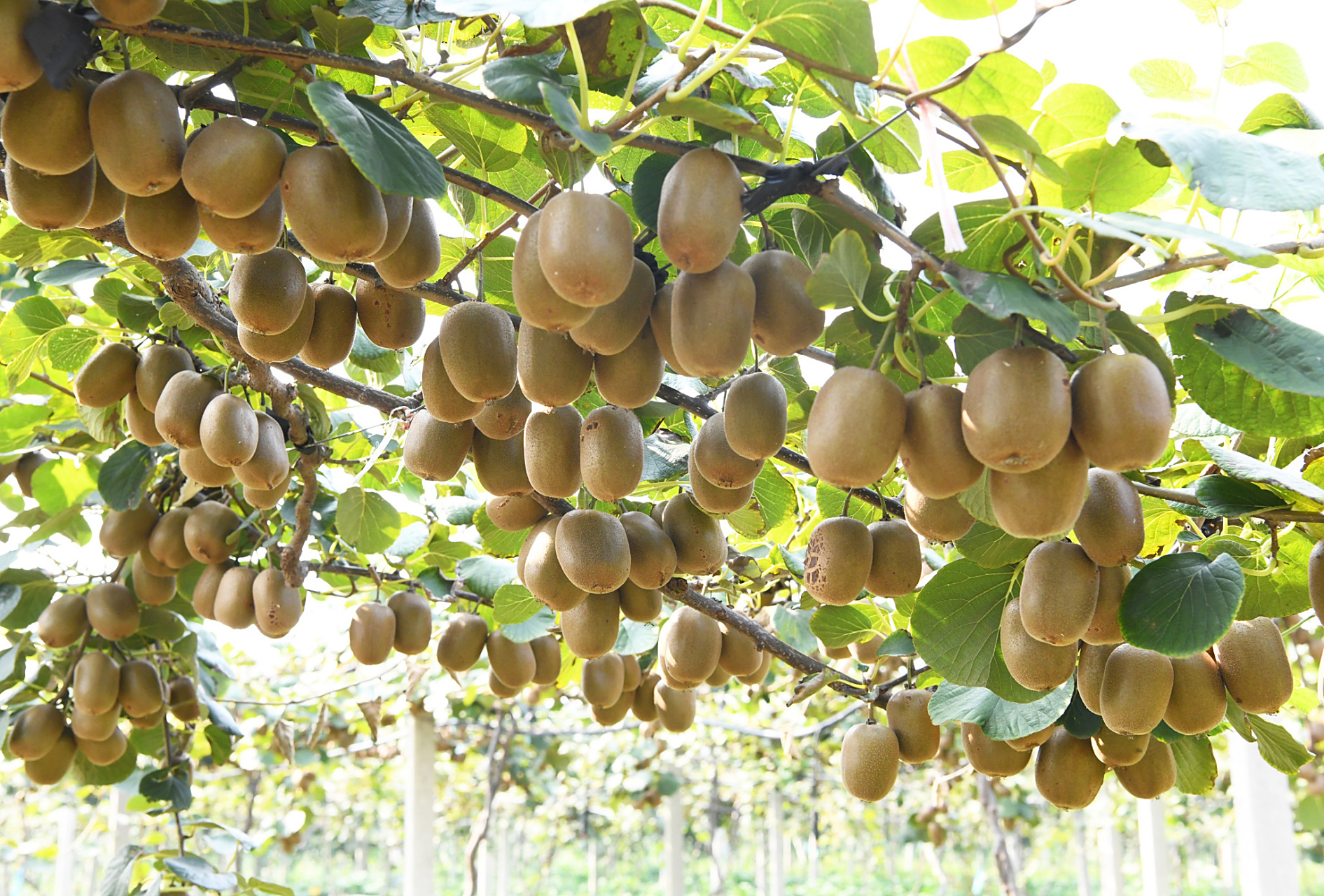 当秋风拂面,仿佛可以闻到那猕猴桃园中果实散发的香气,那是秋天的吻