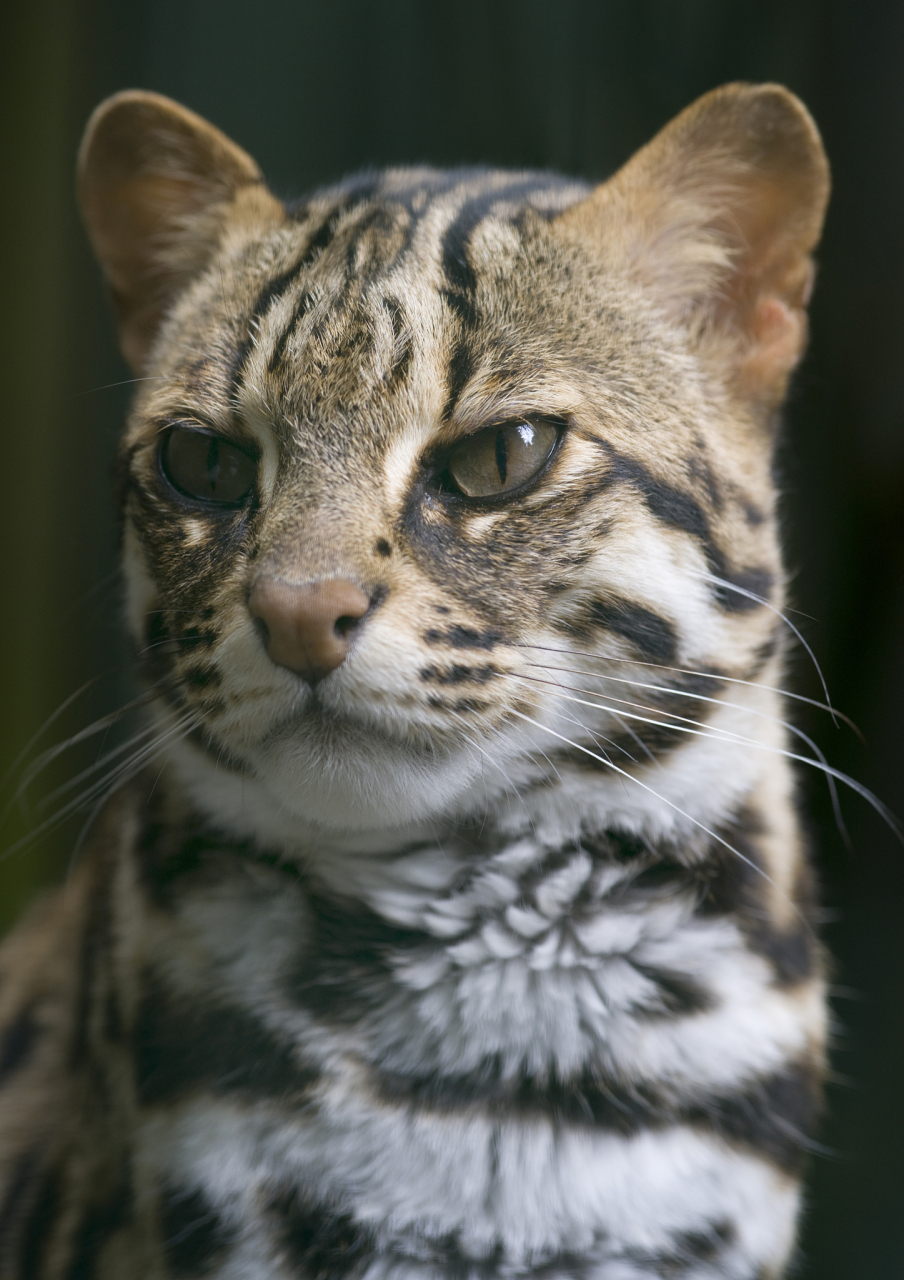 豹猫面临灭绝的危险,目前中美洲只剩下100只左右的野生豹猫,导致其