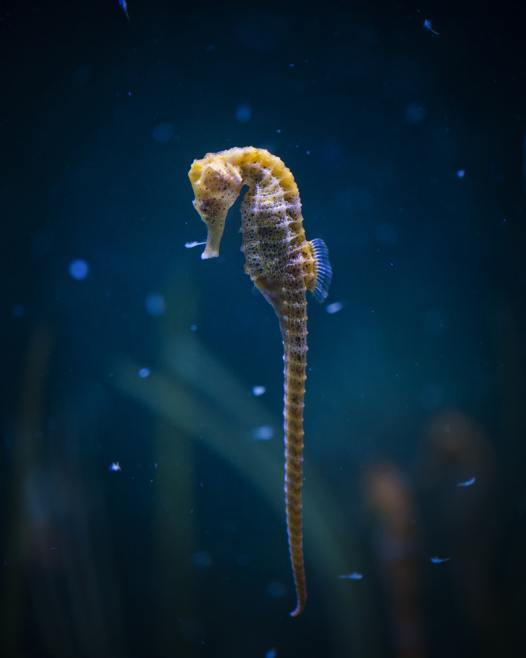 海马是一种非常独特的鱼类,它们拥有弯曲的颈子和长长的口鼻头部,看