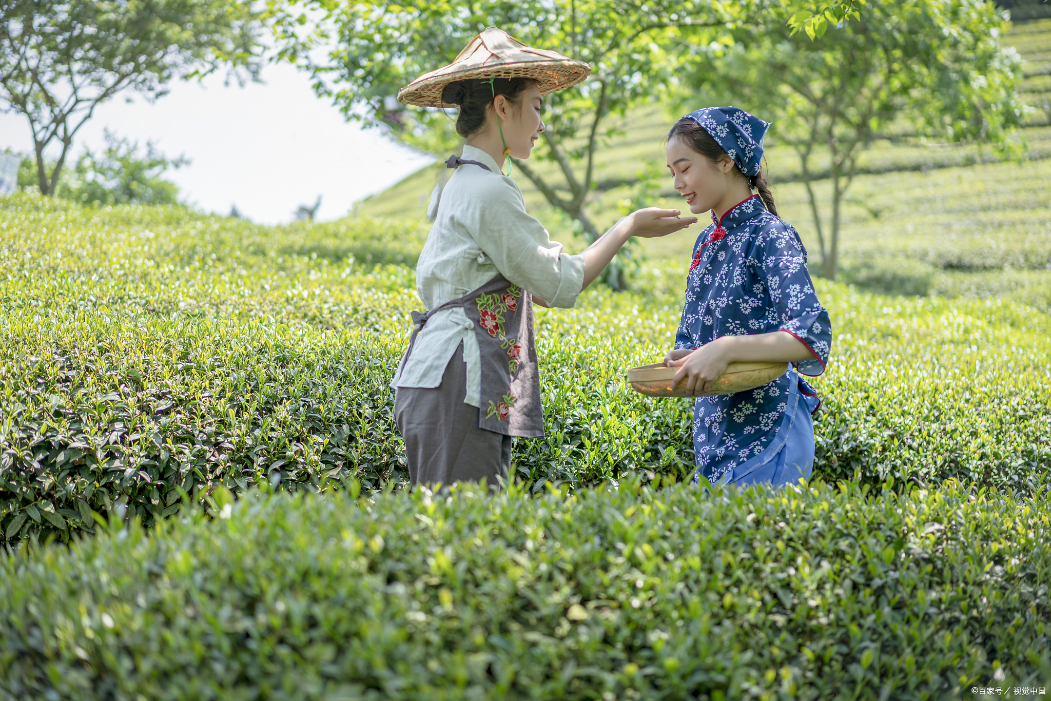 有仙茶美誉的蒙顶山茶