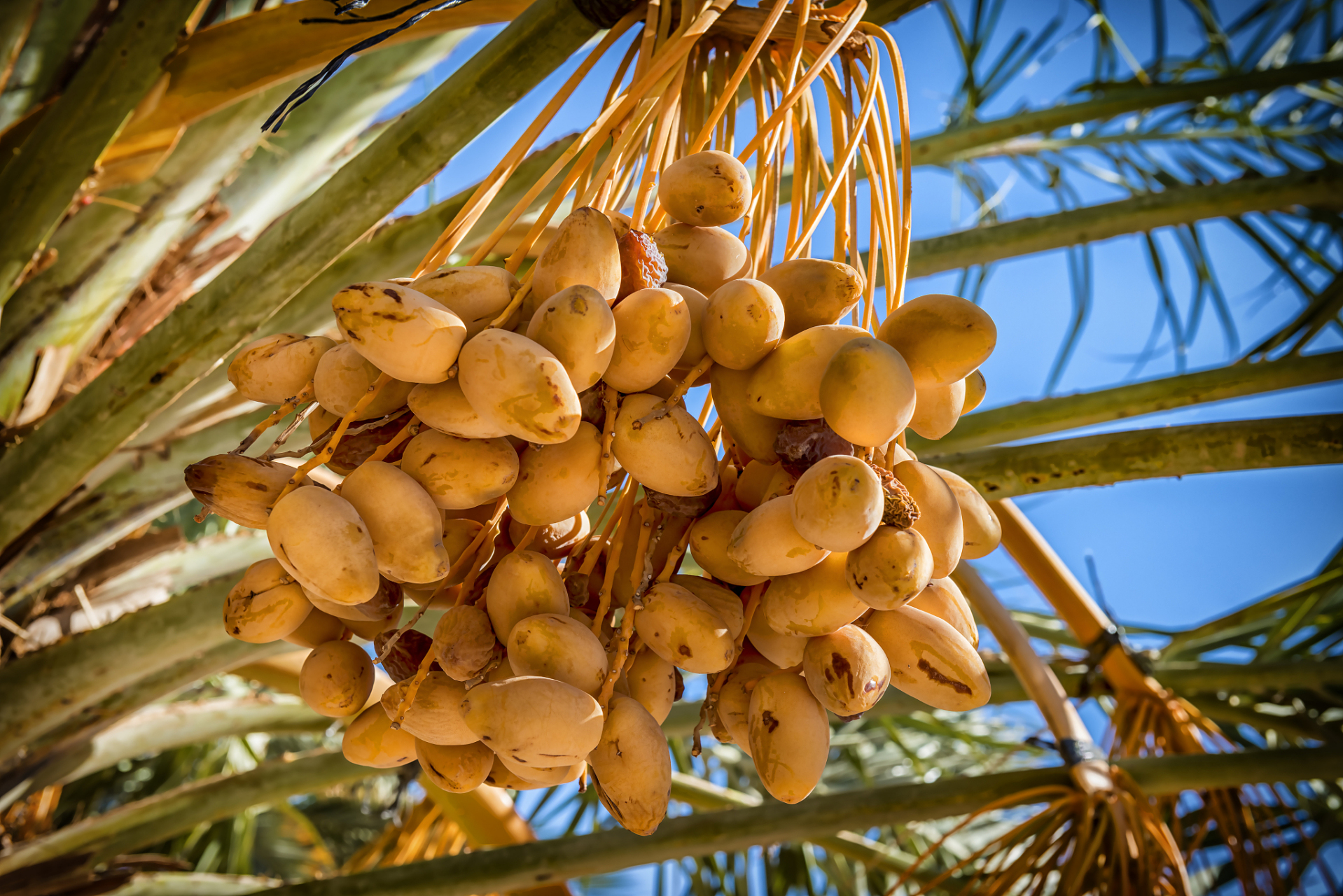 以下是椰枣的主要功效与作用:  11566 补充能量:椰枣富含碳水化合