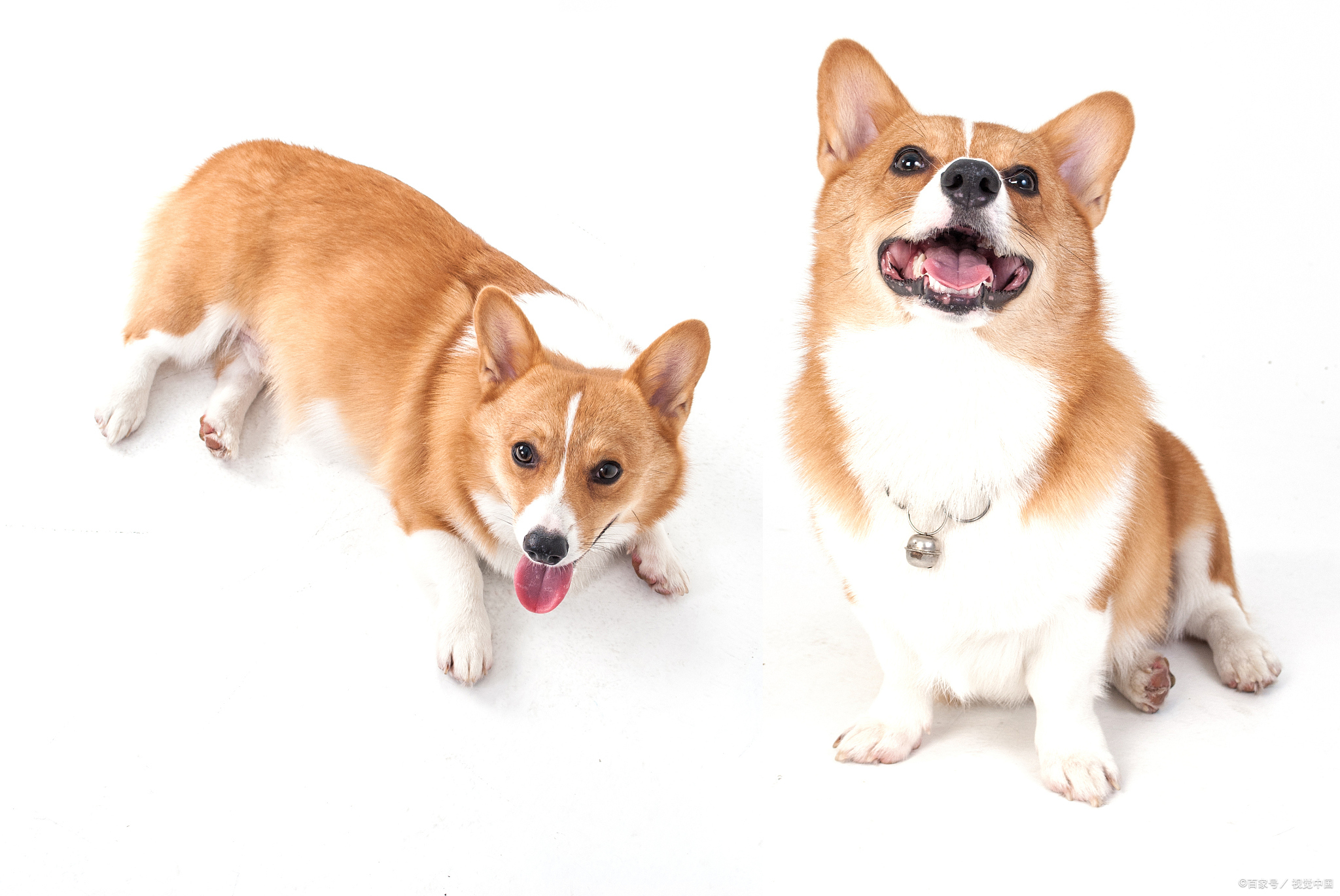 柯基犬的饲养方法   家有柯基,乐趣无穷.