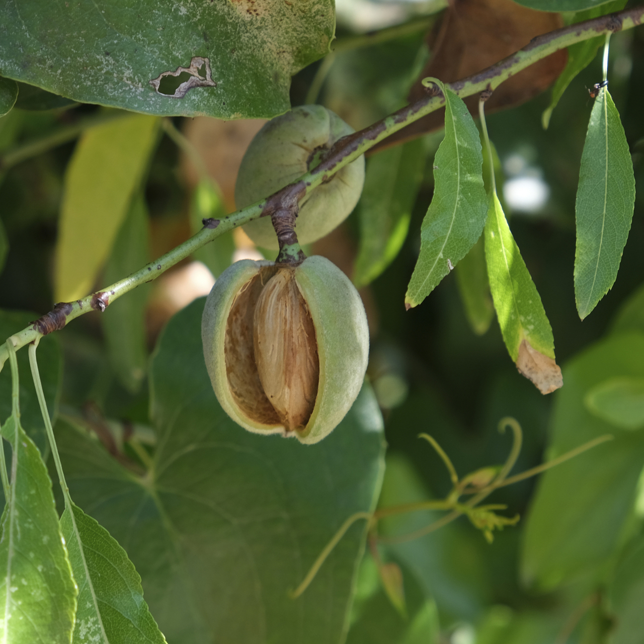 中药厚朴治疗眩晕(气机不畅,湿瘀互结)有良效【仅供参考 】  方组