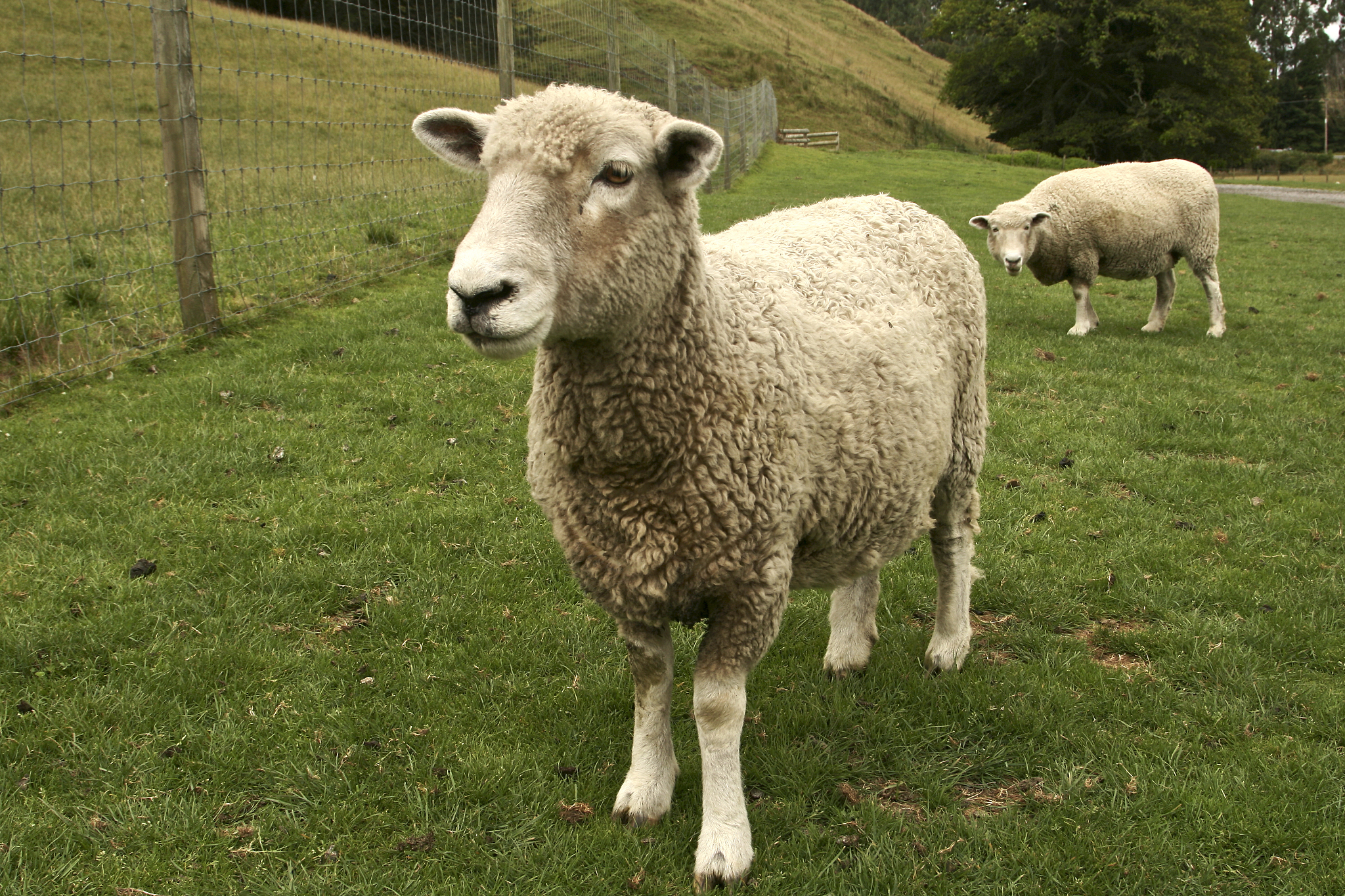 属羊的2022年运势和财运怎么样 属羊的2022年运势