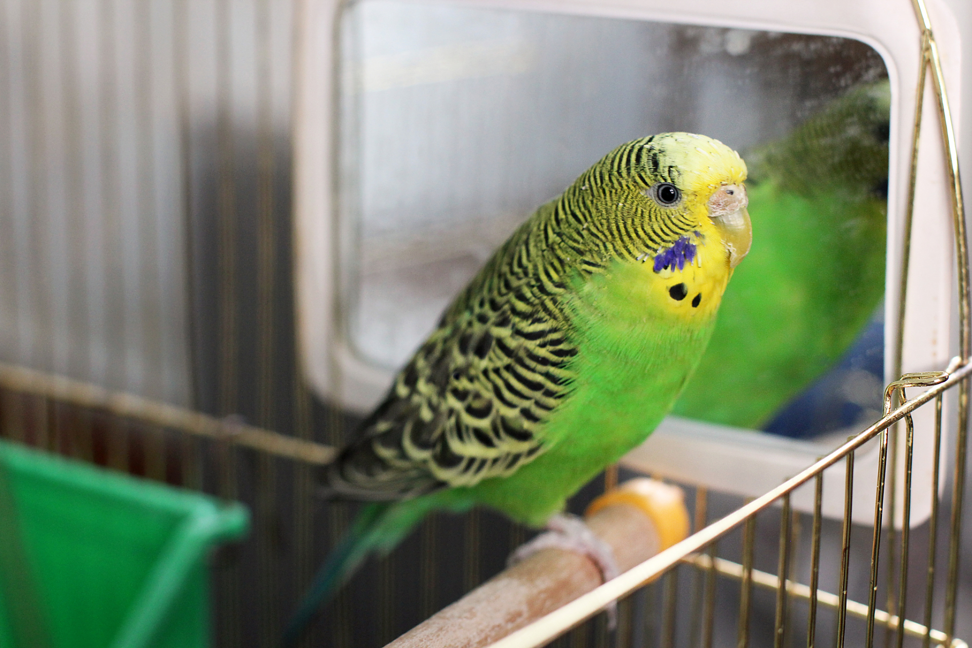 虎皮鹦鹉是小型鹦鹉,可以站立或窝里睡觉,睡眠时间短.