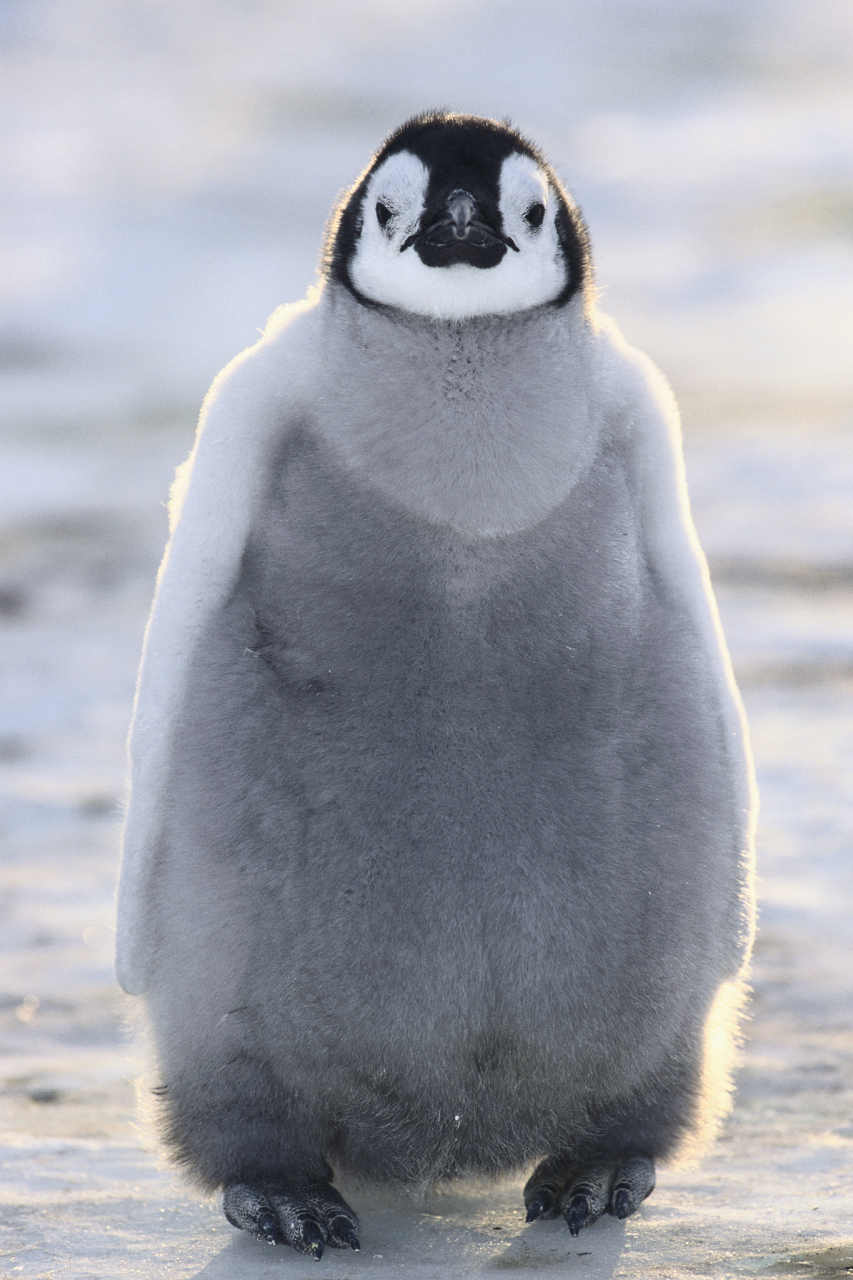 全球变暖导致南极海冰融化加快,帝企鹅的生存环境遭受重大破坏.