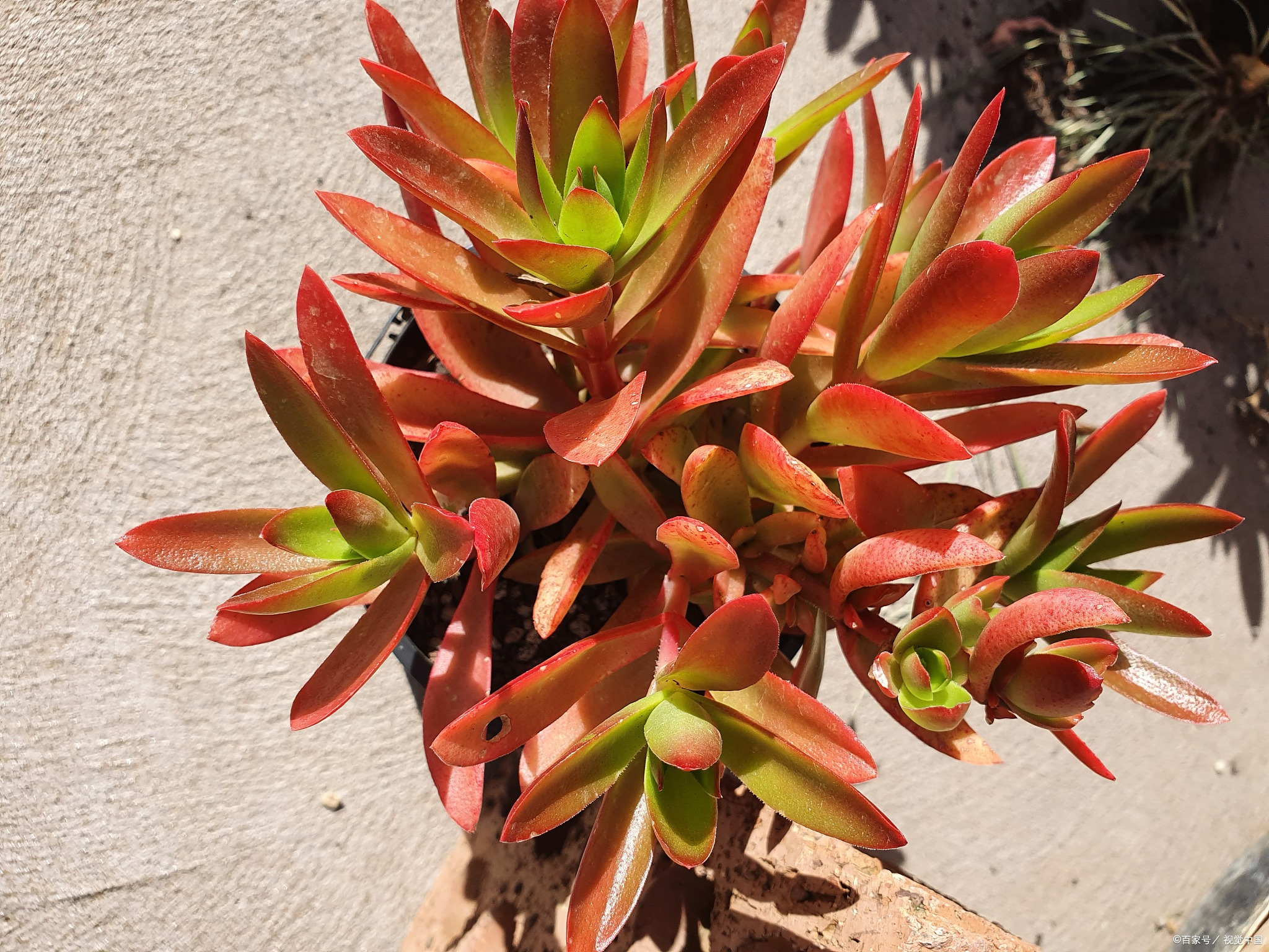 火祭多肉植物的环境要求与适宜生长条件