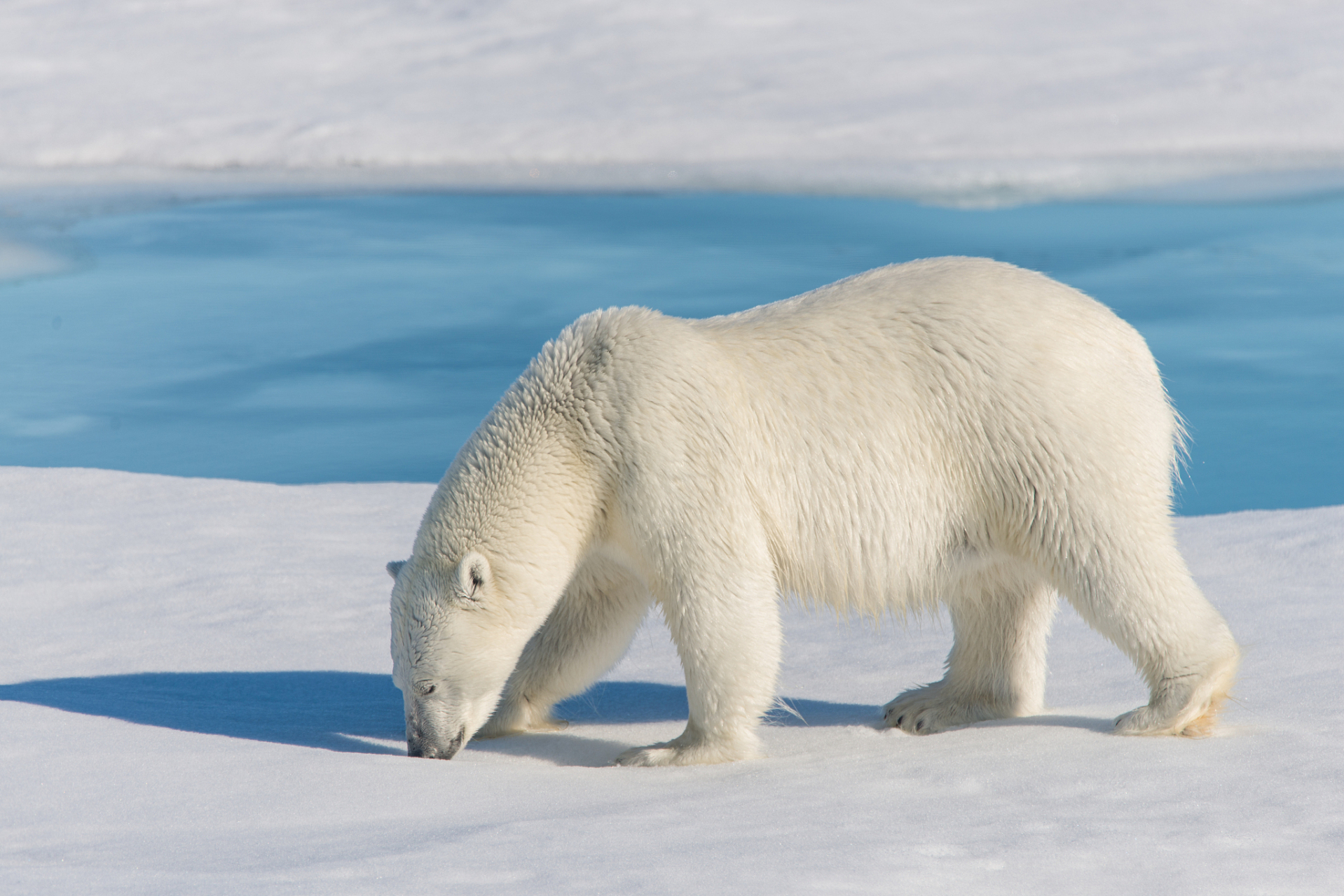 1947年,一位挪威渔夫猎杀了一头硕大的北极熊,将其拖到渔船上后,顺便