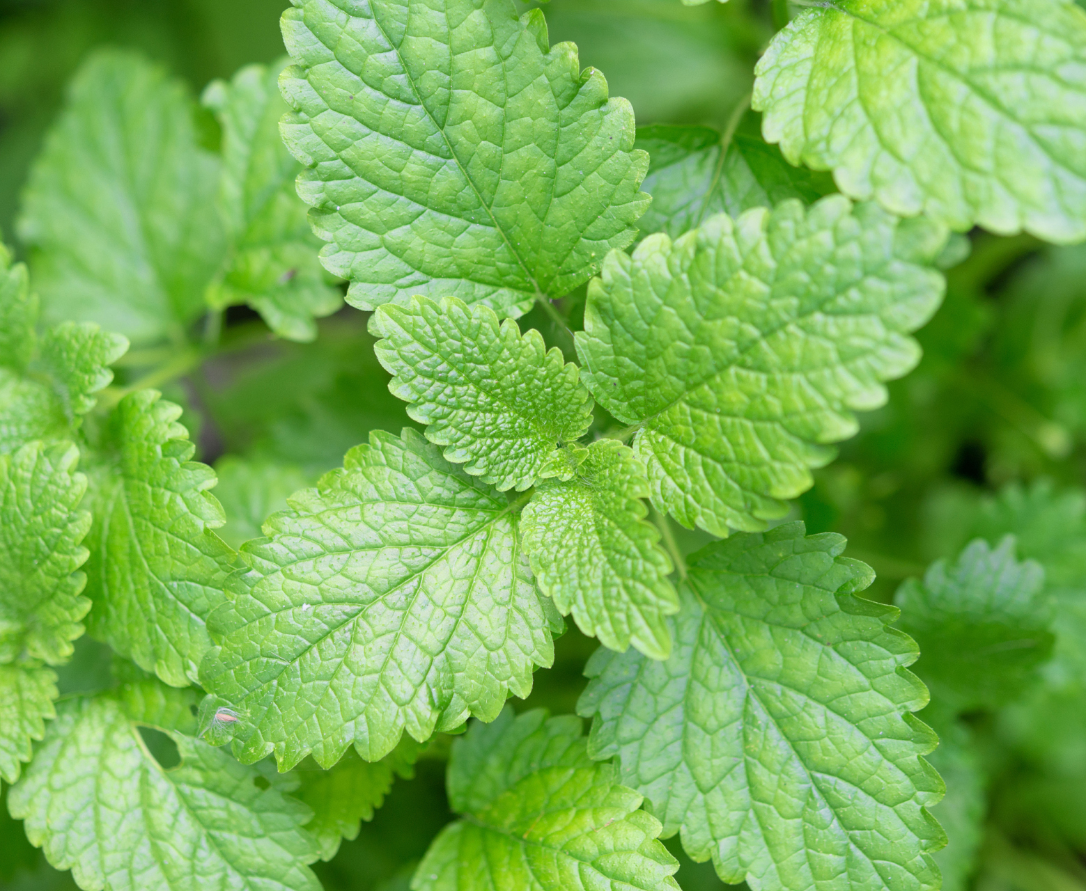 种植薄荷需要一些特殊的注意事项,以确保薄荷植株健康生长.