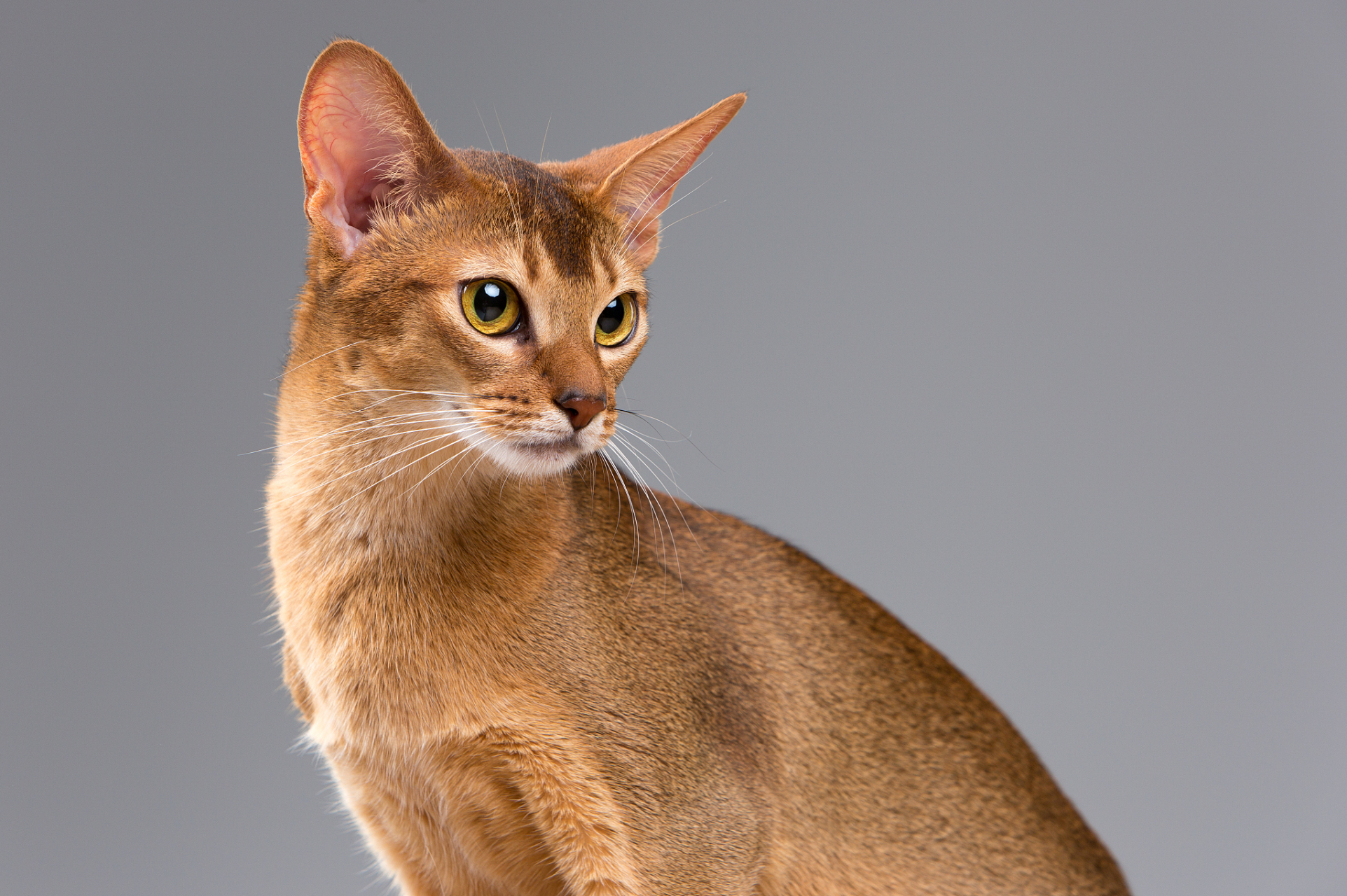 阿比西尼亚猫是一种独特的猫种,其特点包括其外观,性格和历史背景