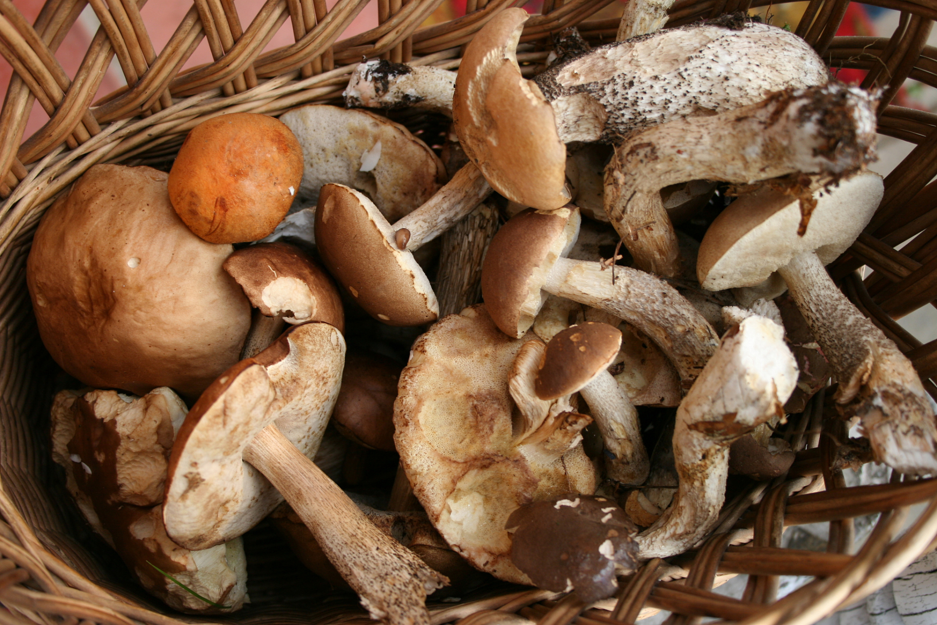 是的,鸡枞菌(学名:lentinula edodes)也被人工种植,而且它是世界上