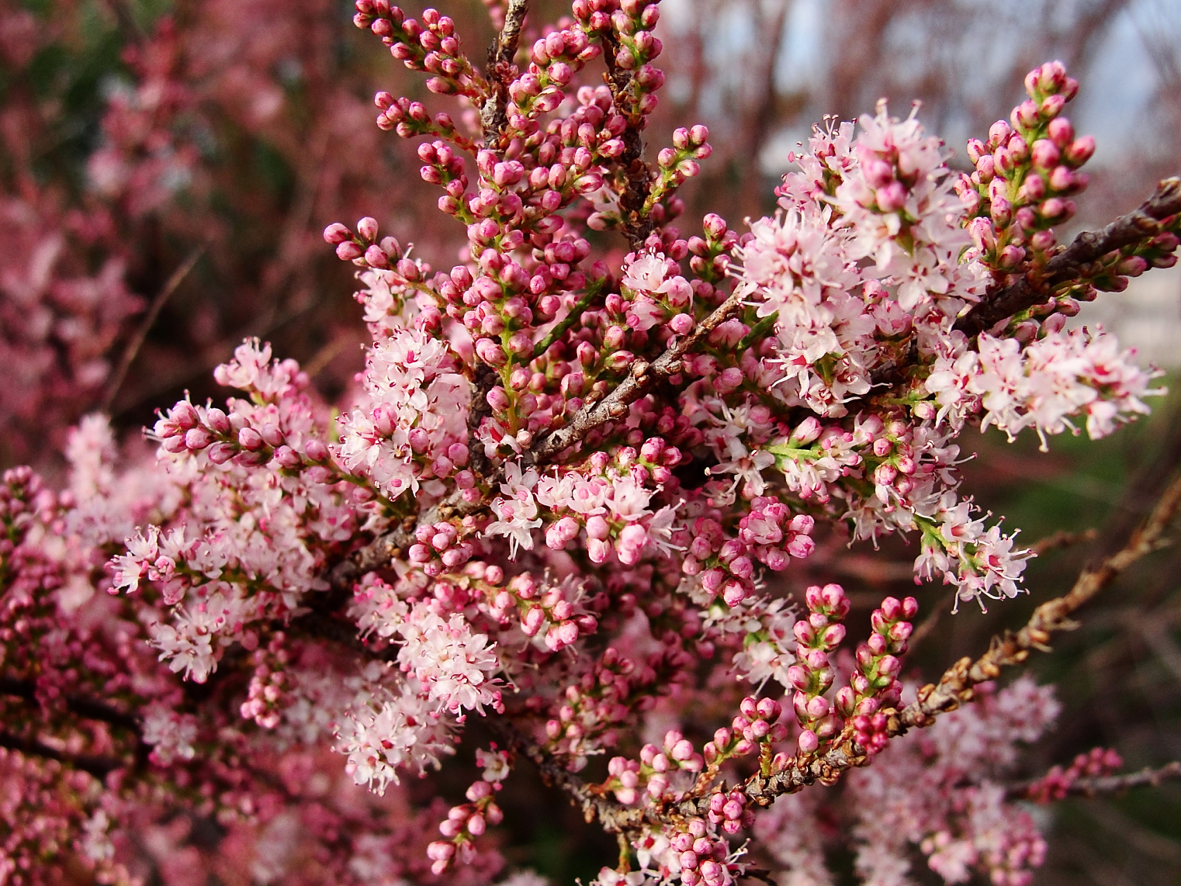 扫帚梅花是中国南方的瑰宝,以其独特的花期和芳香成为冬季亮丽风景.