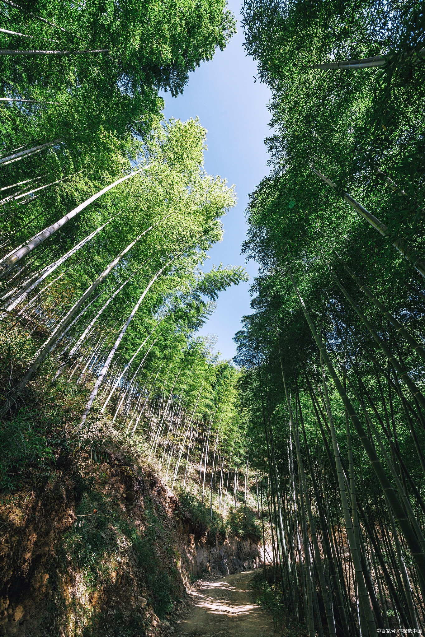 坑竹海位于安徽省黄山市黟县境内,是一个以竹子为主要特色的自然风景