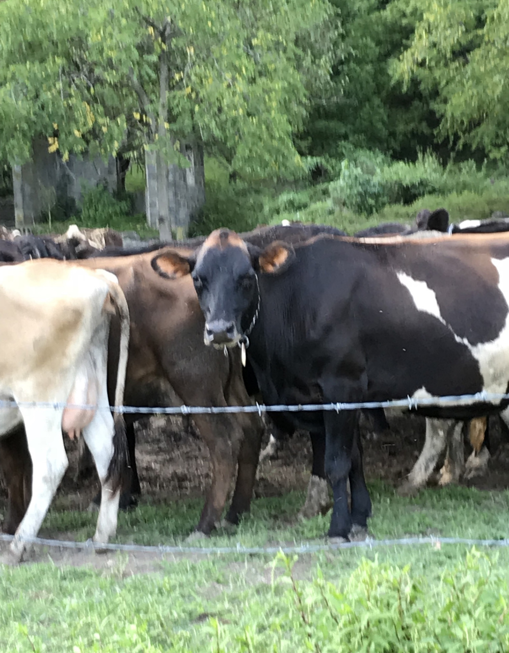 这些征兆掌握了吗? 牛犊健康就靠你啦![原文:母牛临产的三征兆]