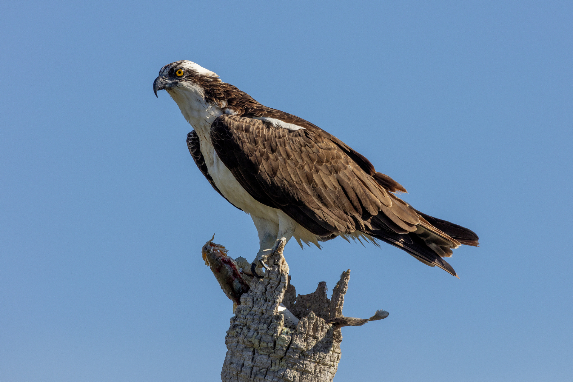 的狩猎游戏,训鹰者需与鹰进行对抗,通过智慧和耐力来驯服凶猛的猎鹰