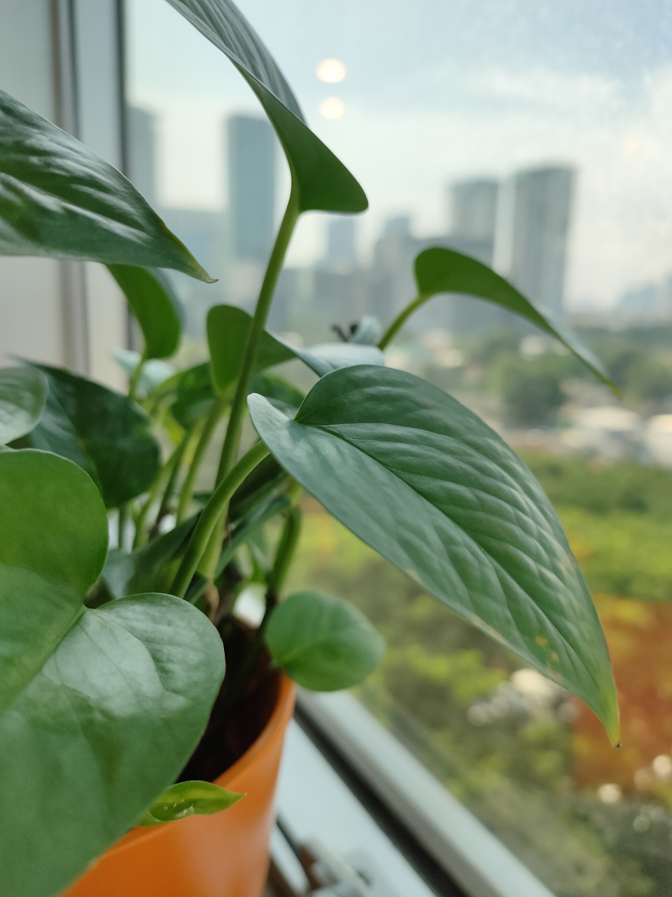 [原文:夏季绿萝怎样修剪才能越长.