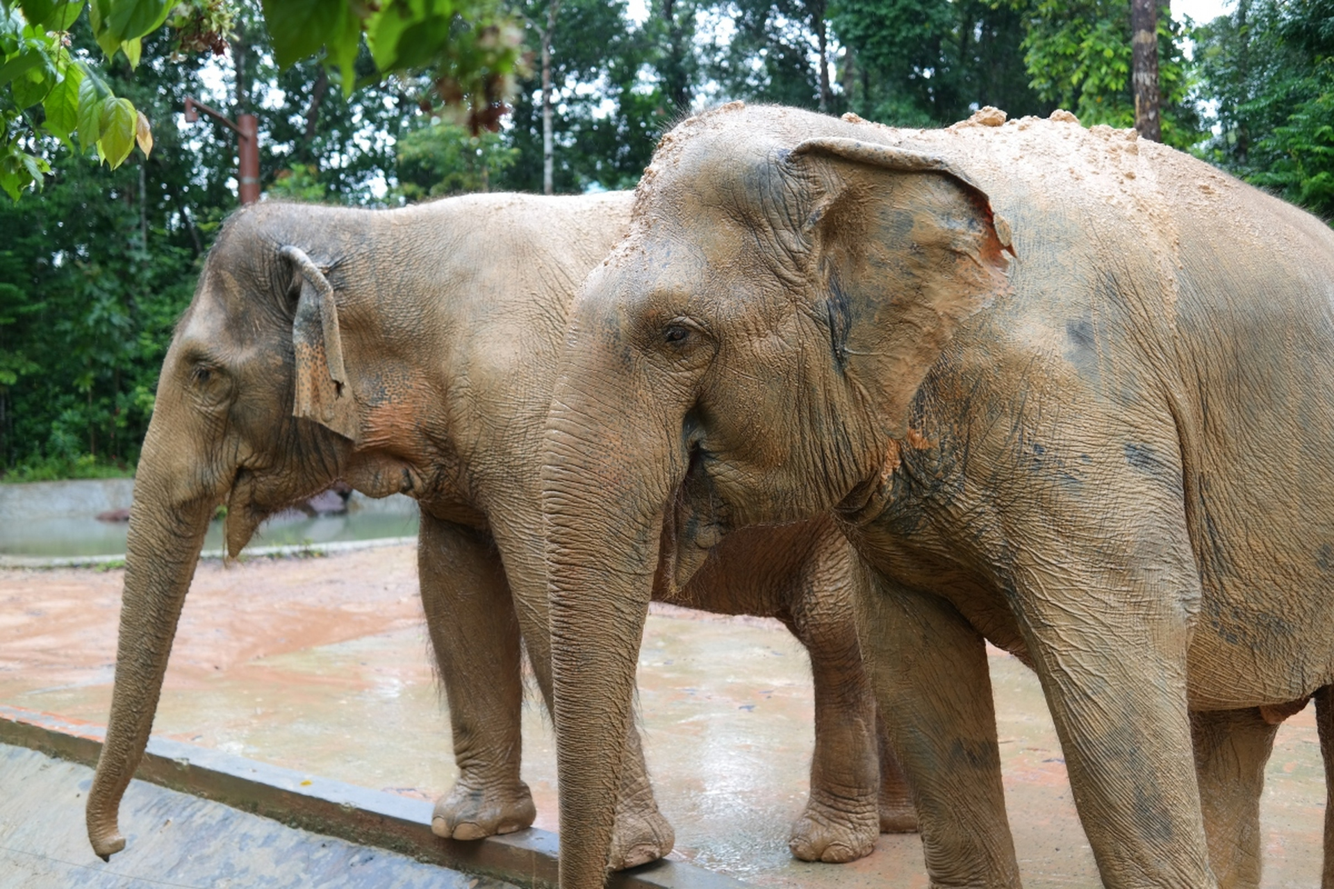 在深圳野生动物园内,仿佛置身于热带雨林之中.