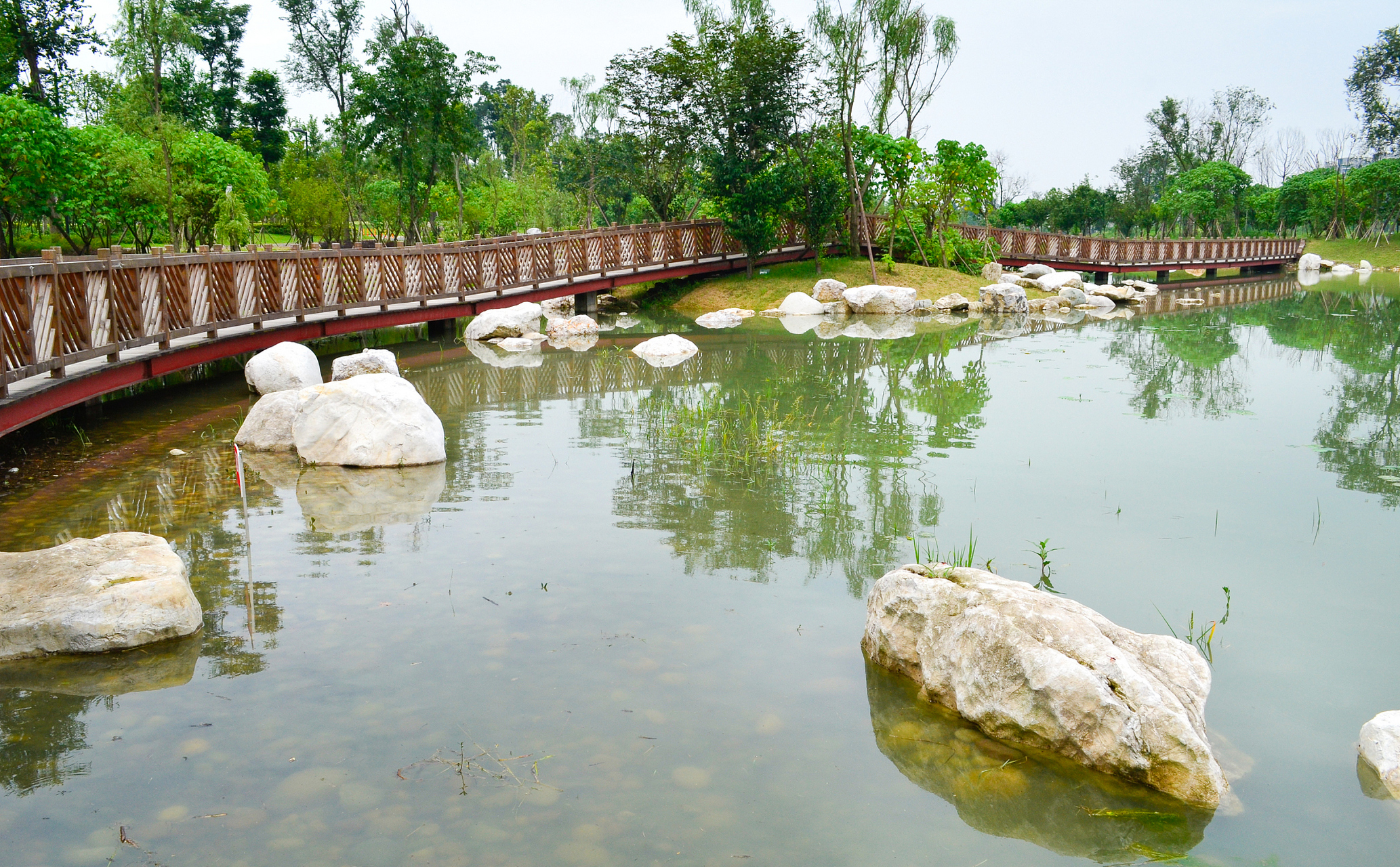 成都桂溪生态公园,一池清澈的水面上,竟然出现了一株名为万维莎的独特