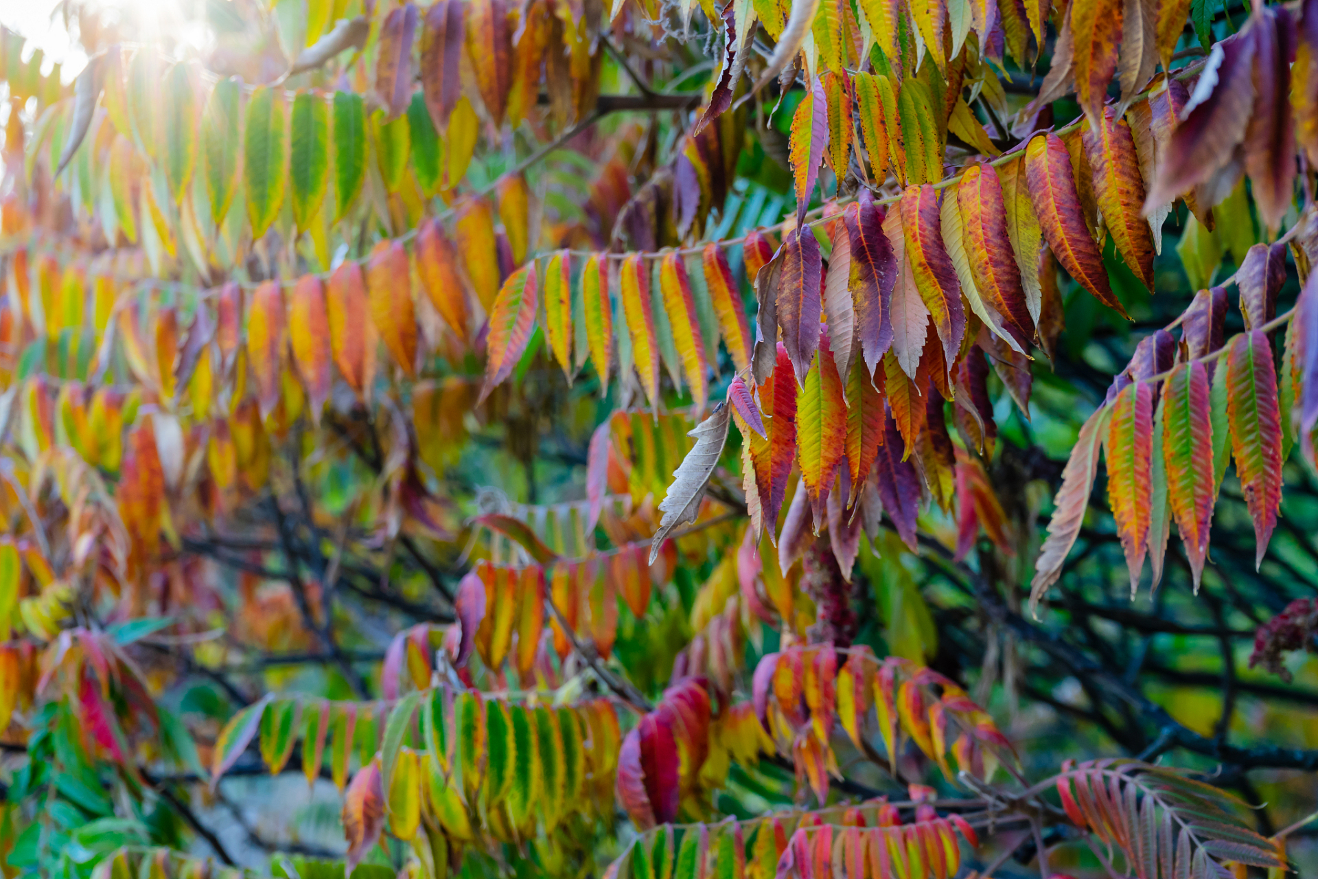 彩虹桉树是自然界中最神奇的事物之一.它是一棵高大的树,俗称彩虹桉.