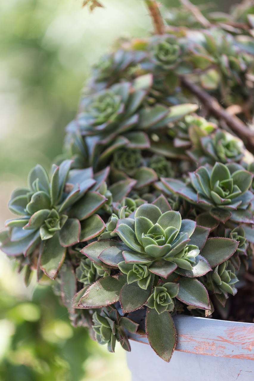 山地玫瑰 山地玫瑰是景天科莲花掌属,花语是"永不凋零的爱".