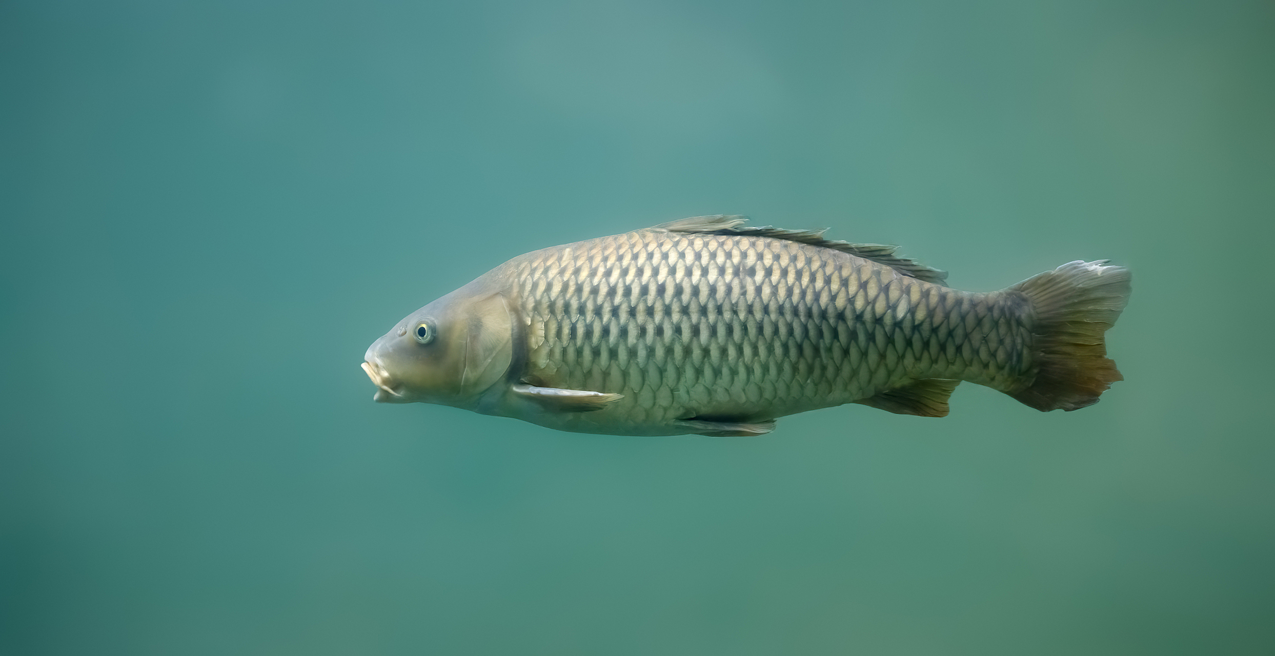 我告诉大家一件不好意思说的事,我只敢杀鱼,因为它不会出声.