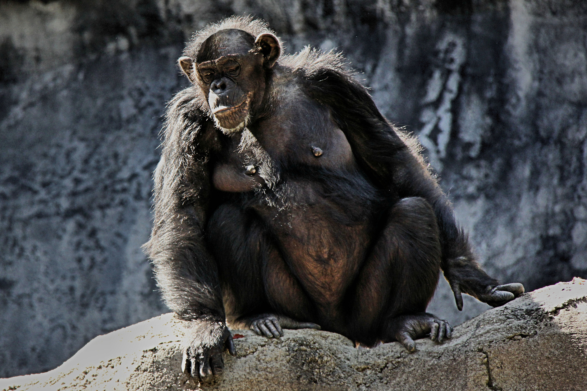 根据资料的描述,迄今为止,我们的学者们在非洲发现了数百件南方古猿的