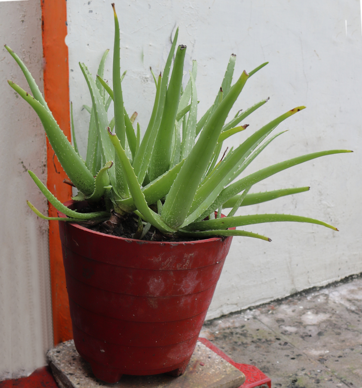 78  91芦荟真的是一种非常容易种植的植物,基本上不需要太多的