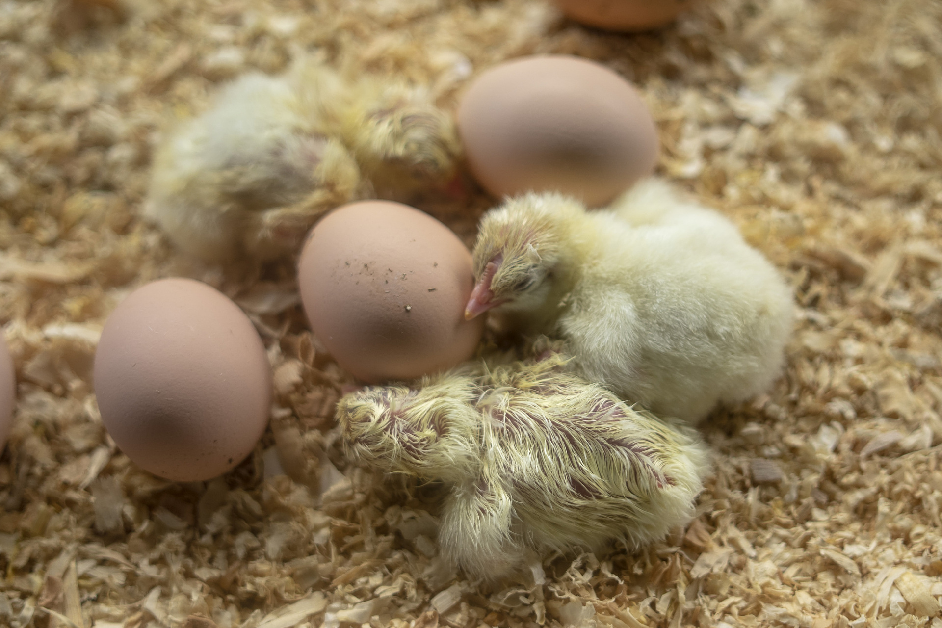 保持温暖: 新生小鸡需要一个温暖的环境来保持体温