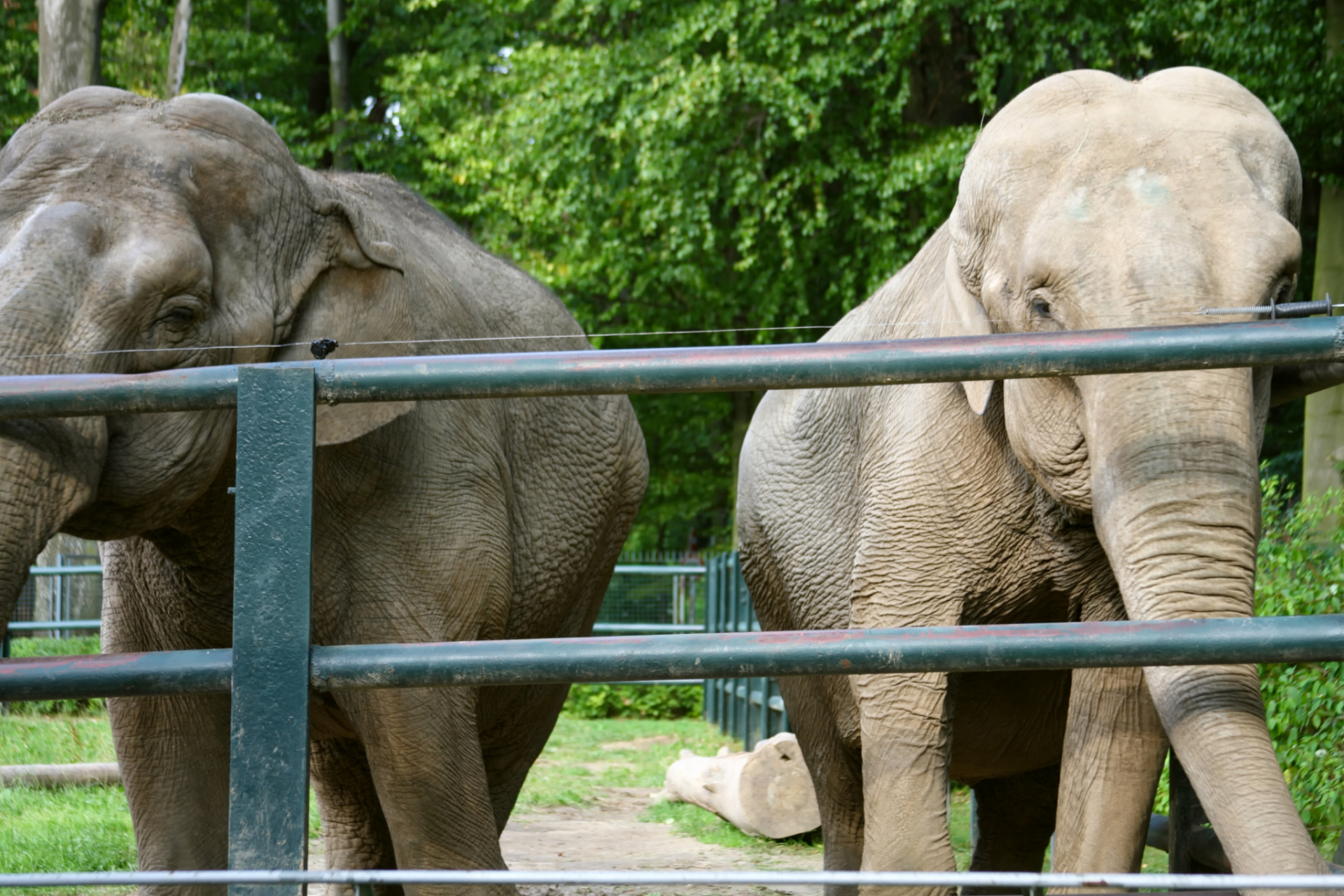 91成都动物园位于中国四川成都市,是一座融合了自然和人文的美丽