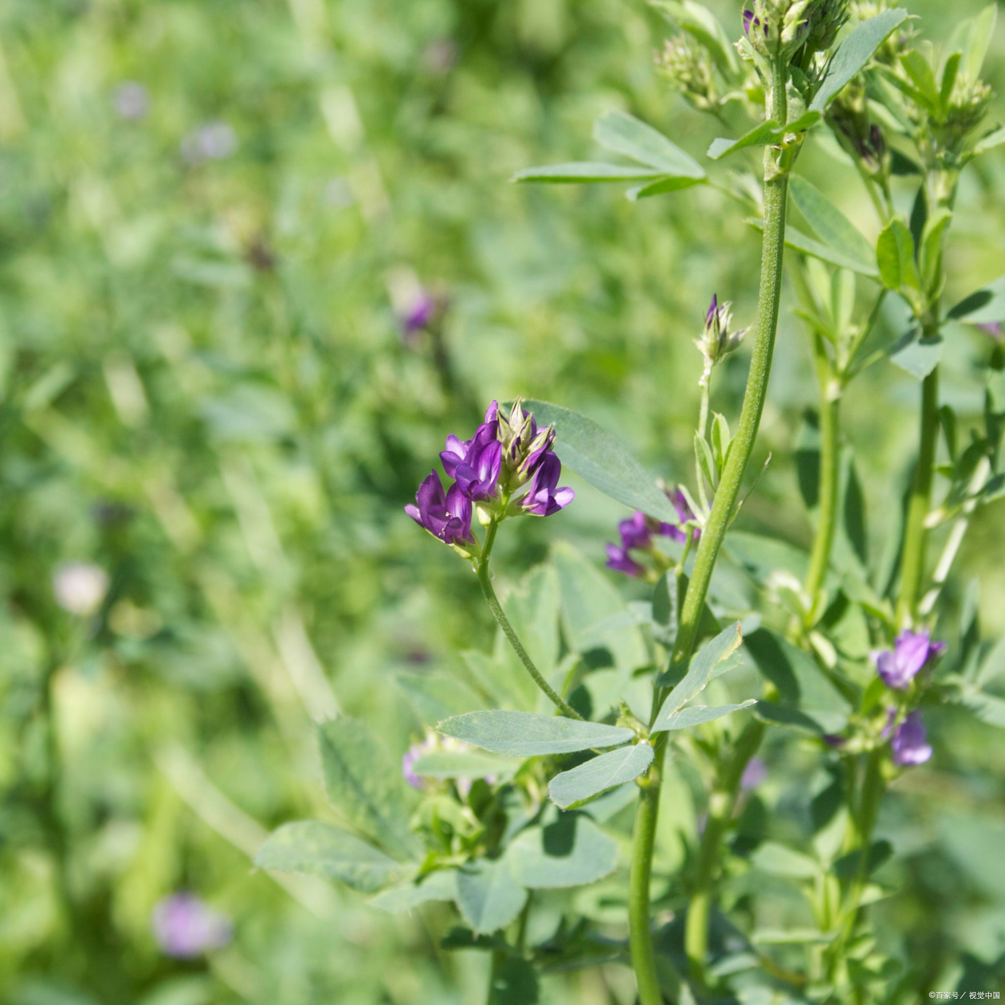 苜蓿草有几个品种