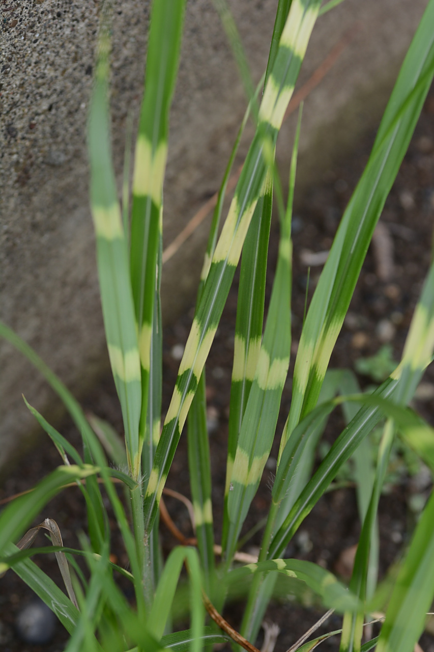 水稻黄叶病的最佳治疗方法有以下几种:  1.