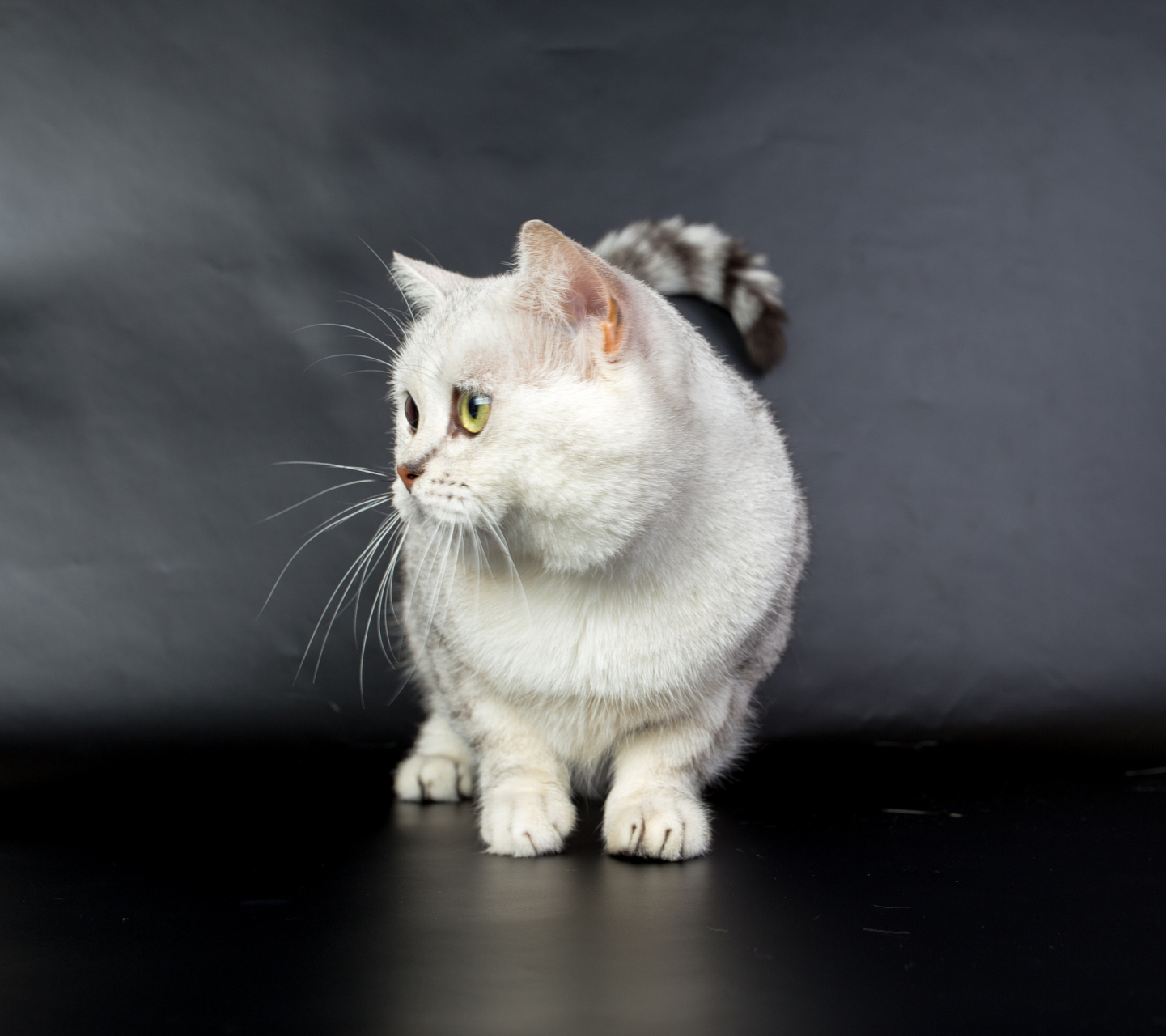 曼基康猫,又被称为"短腿猫",以其独特的外貌和友好的性格受到许多猫