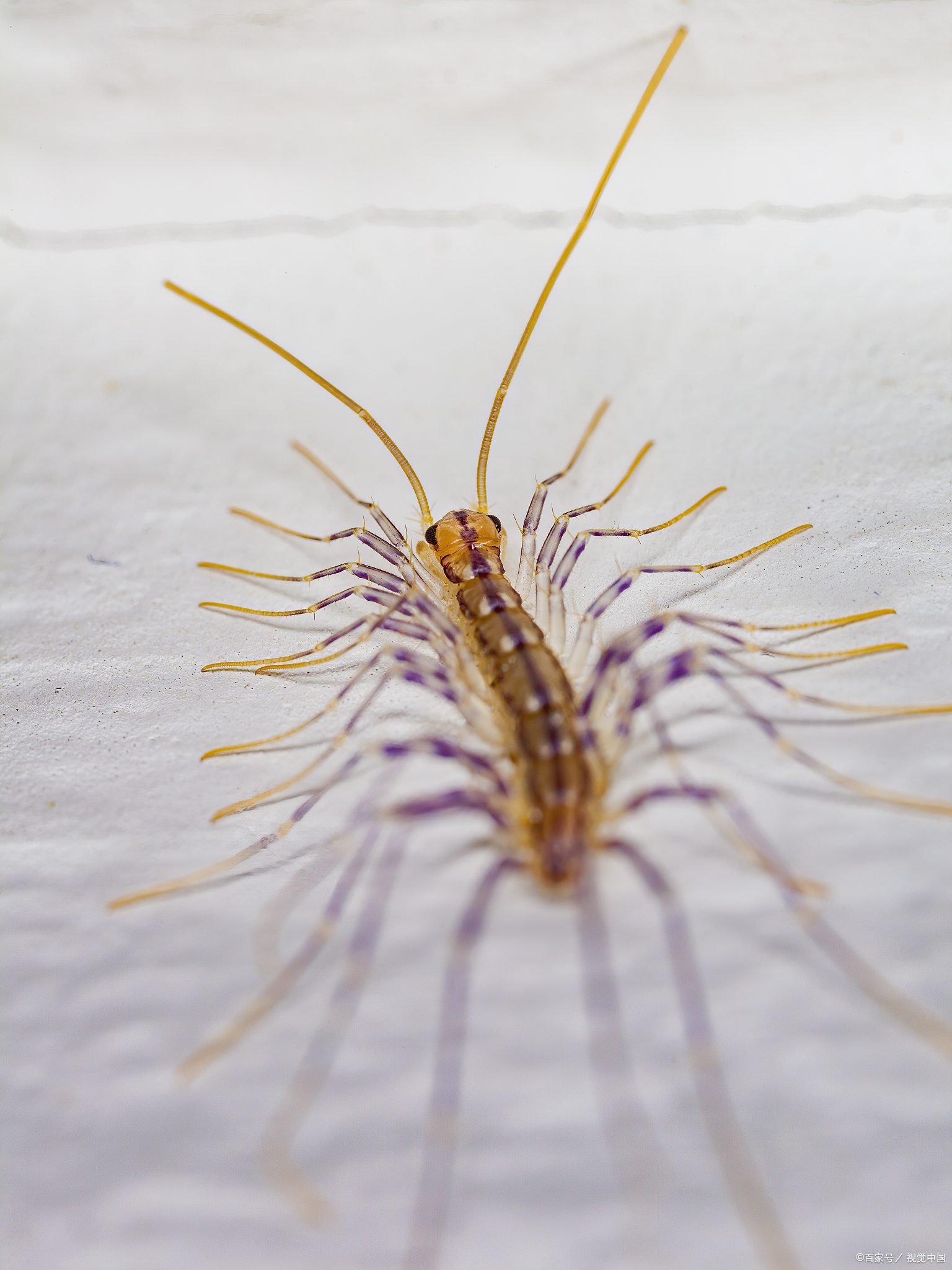 卫生间惊现蚰蜒,网友惊恐万分