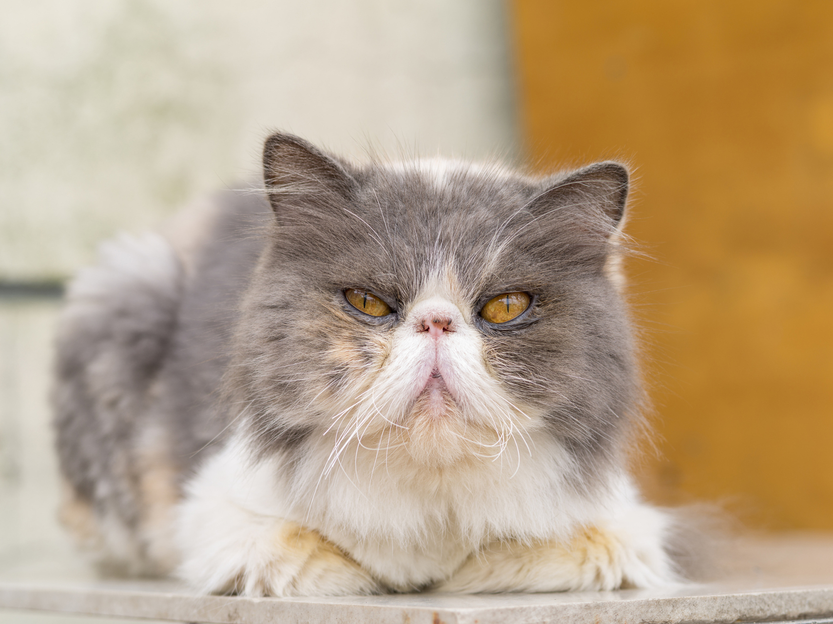 起源于缅甸,是一种具有神秘气息的猫咪