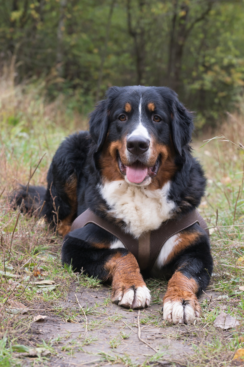 圣伯纳德狗在肩高和体重方面都非常惊人,成年雄性圣伯纳德狗可以达到
